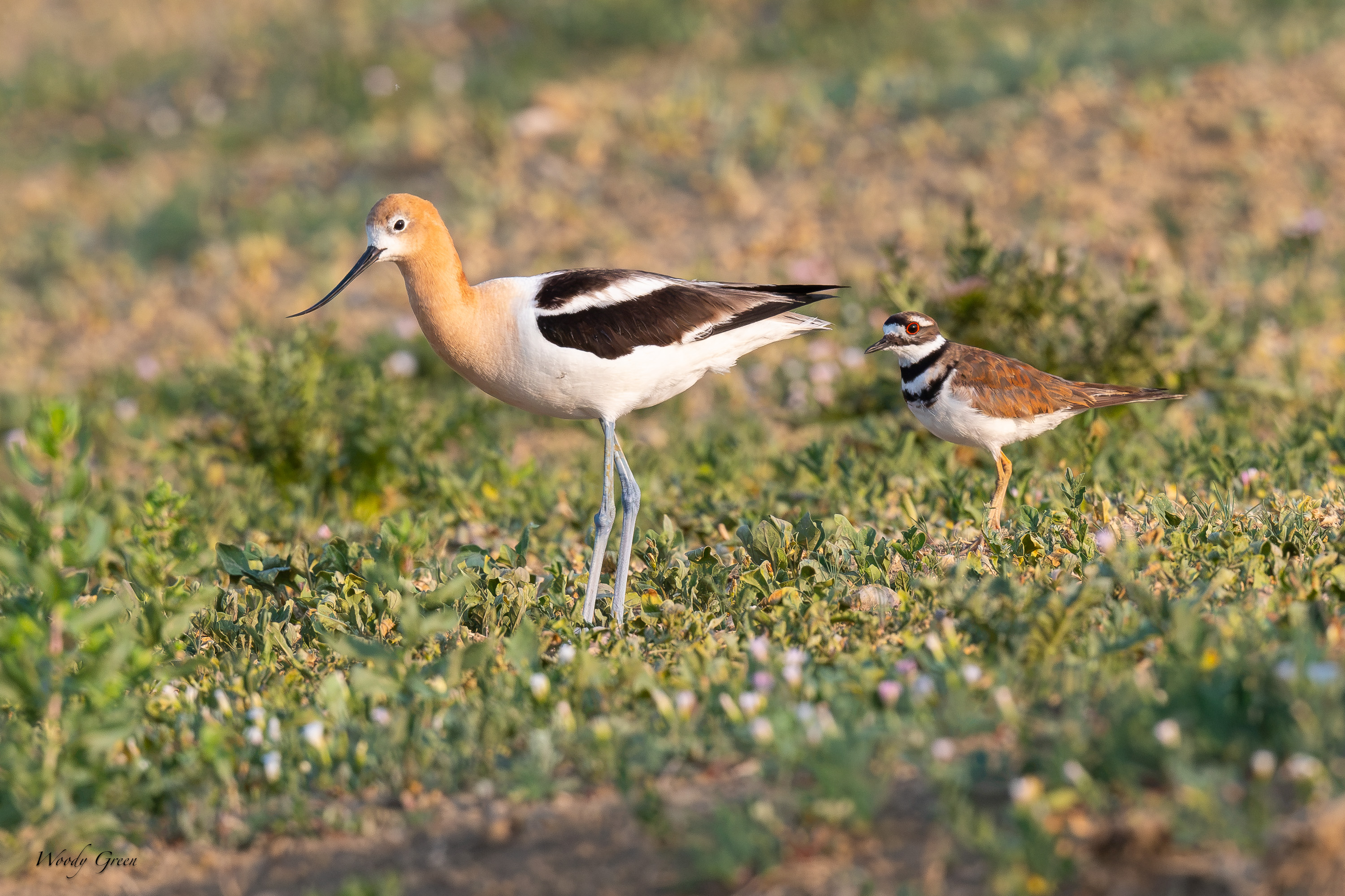 AvocetKilldeer-755.jpg