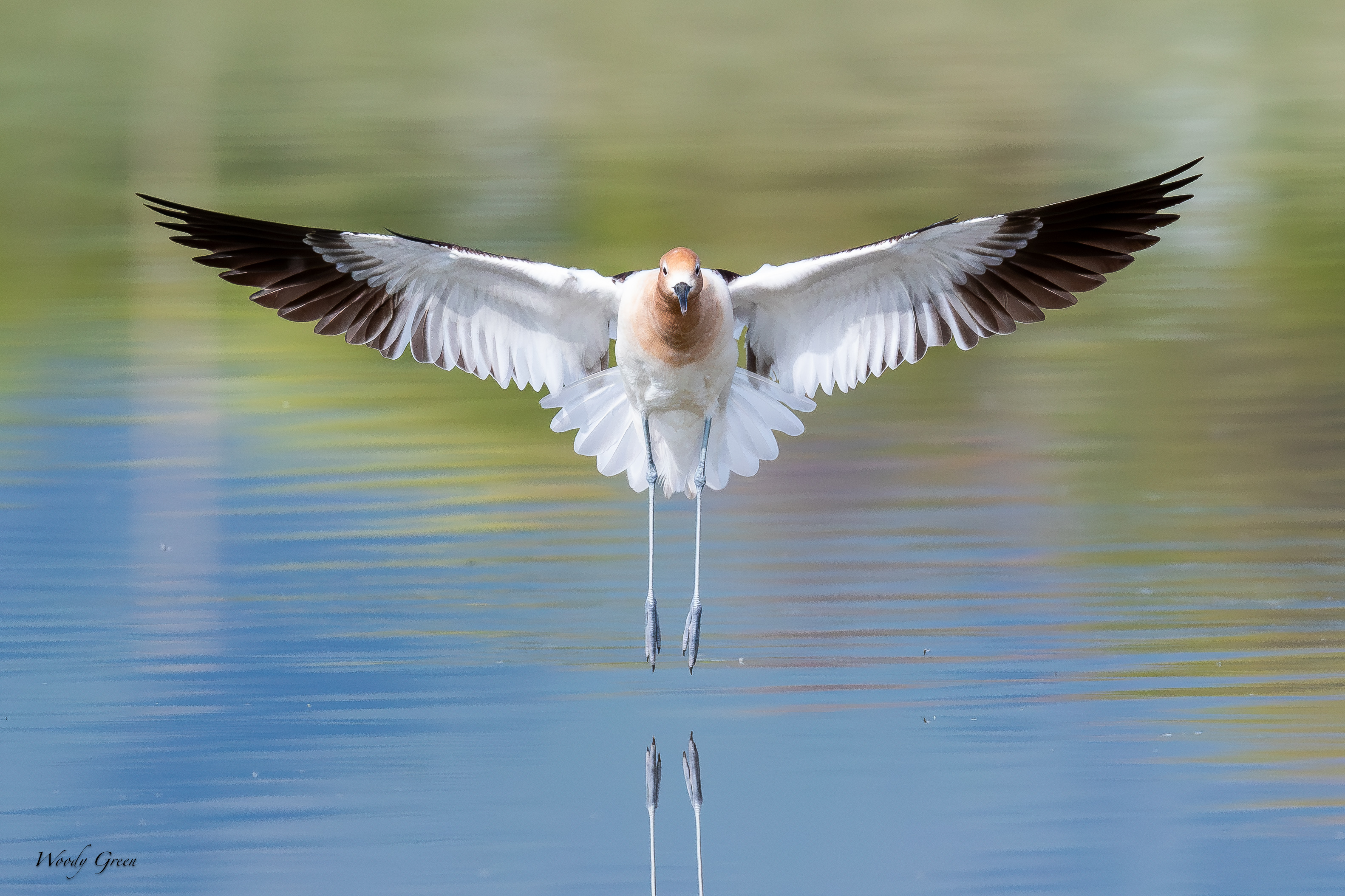 AvocetLanding-130.jpg