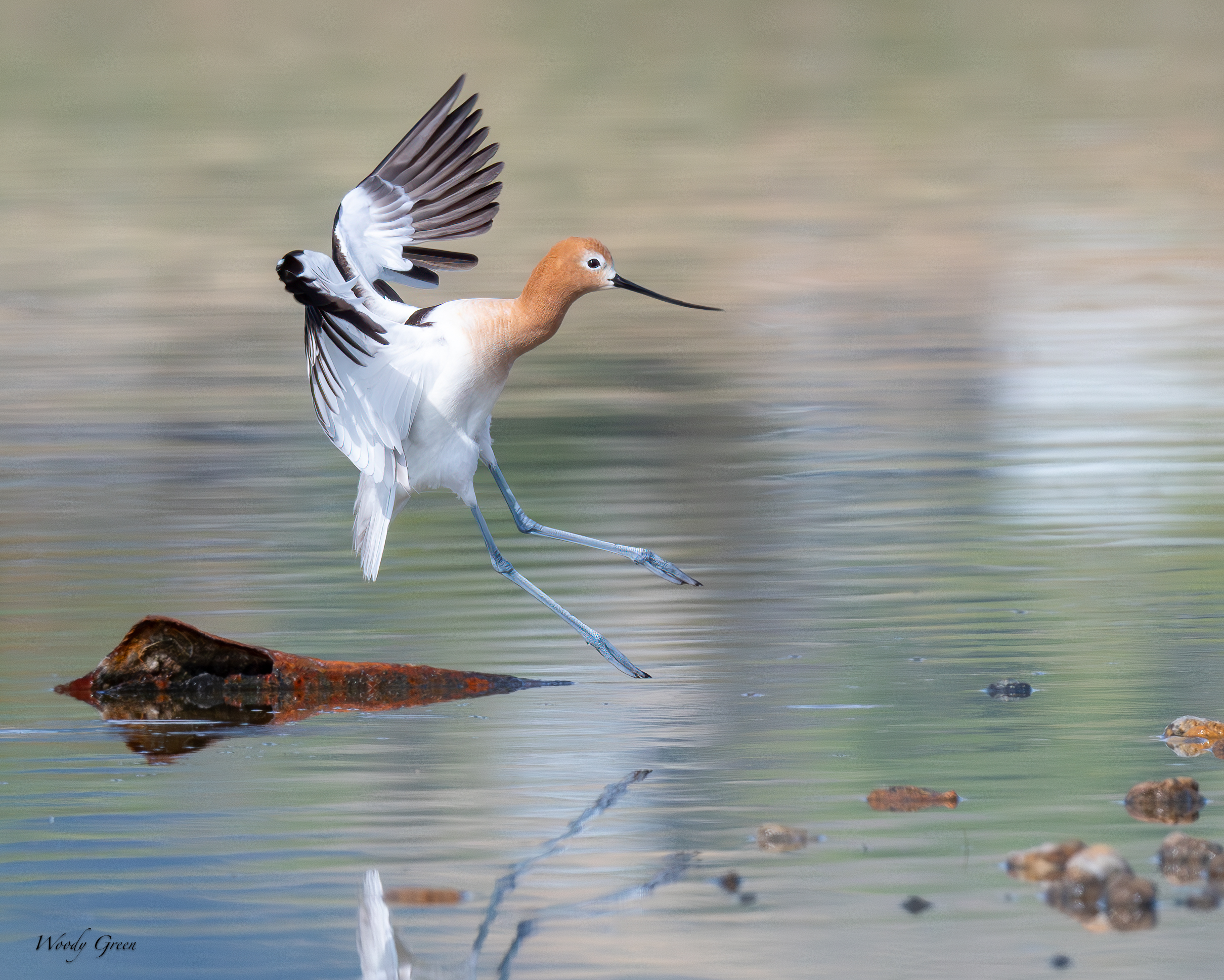 AvocetLanding-136.jpg