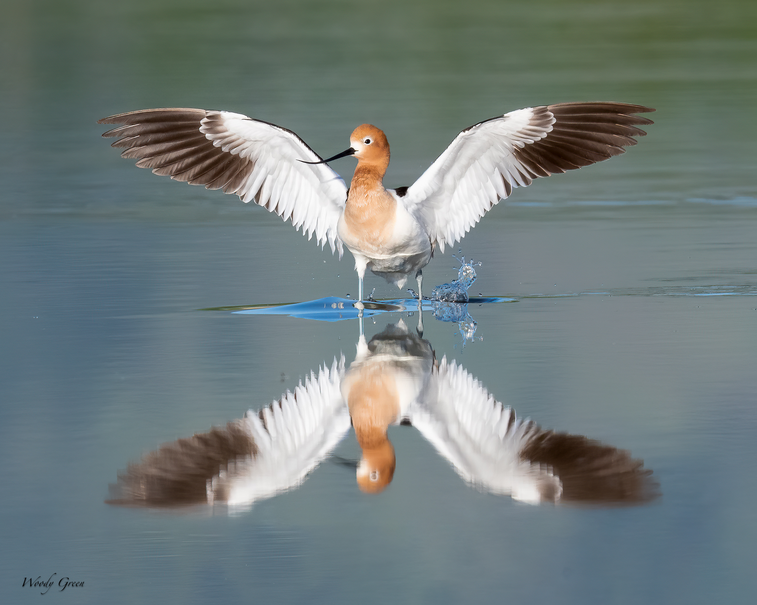 AvocetLanding-149.jpg