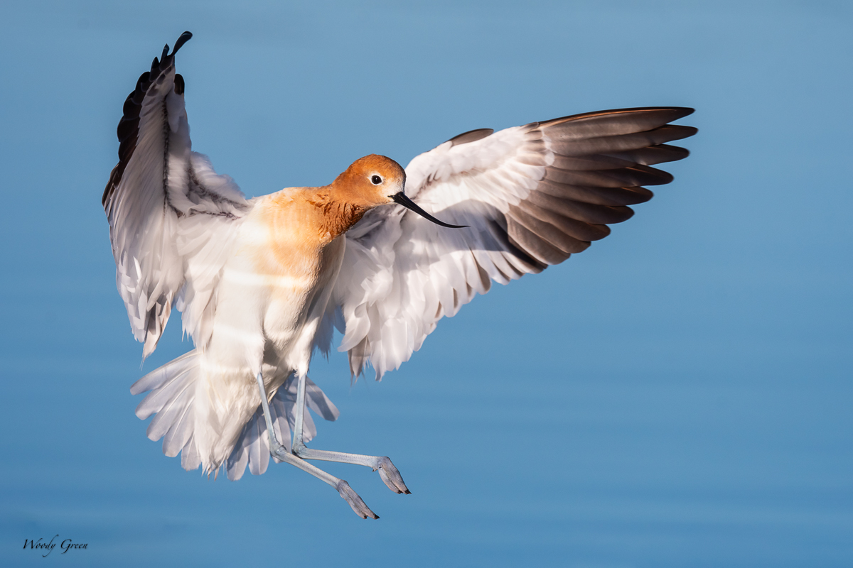 AvocetLanding-18.jpg