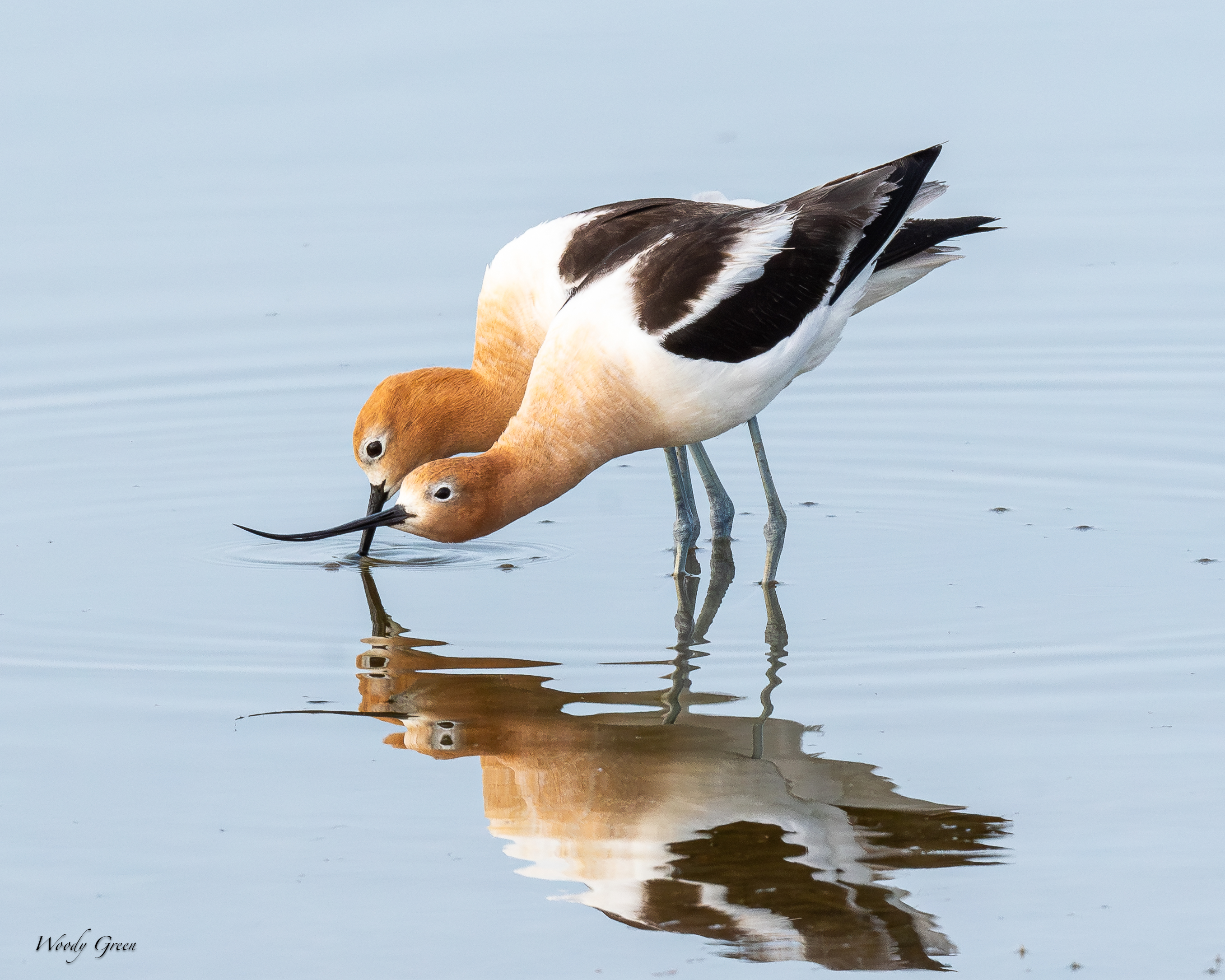 AvocetMating-161.jpg