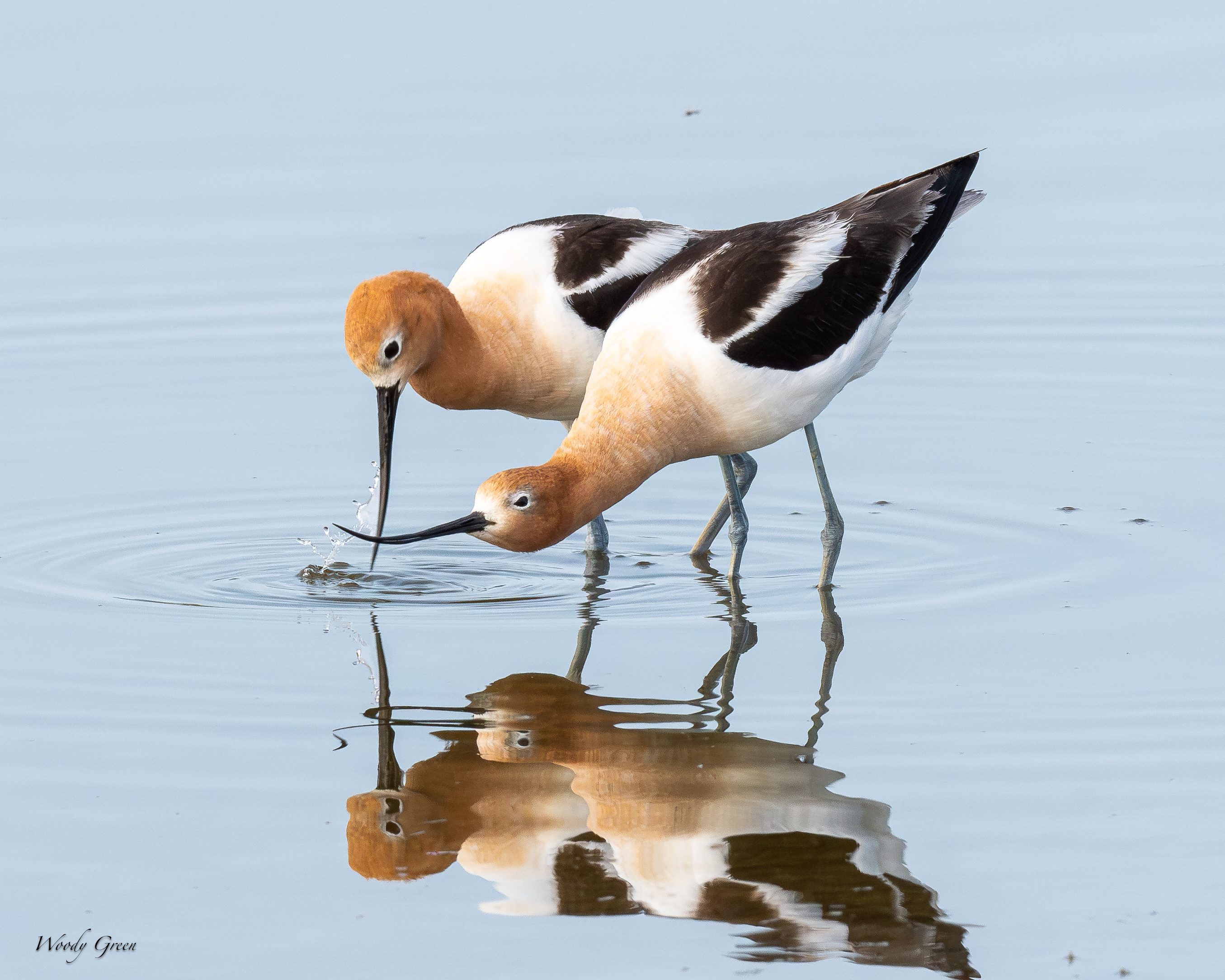 AvocetMating-162.jpg