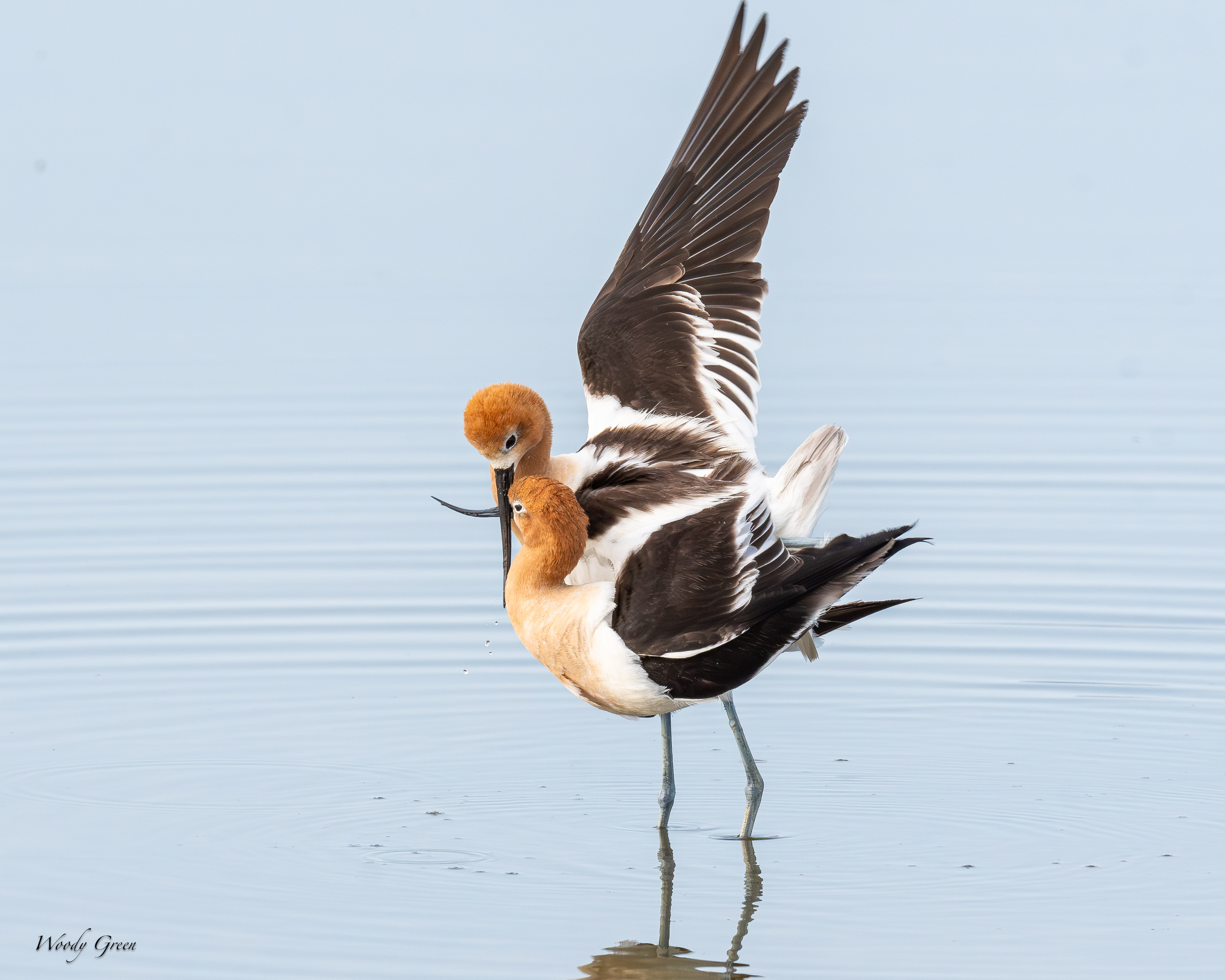 AvocetMating-166.jpg