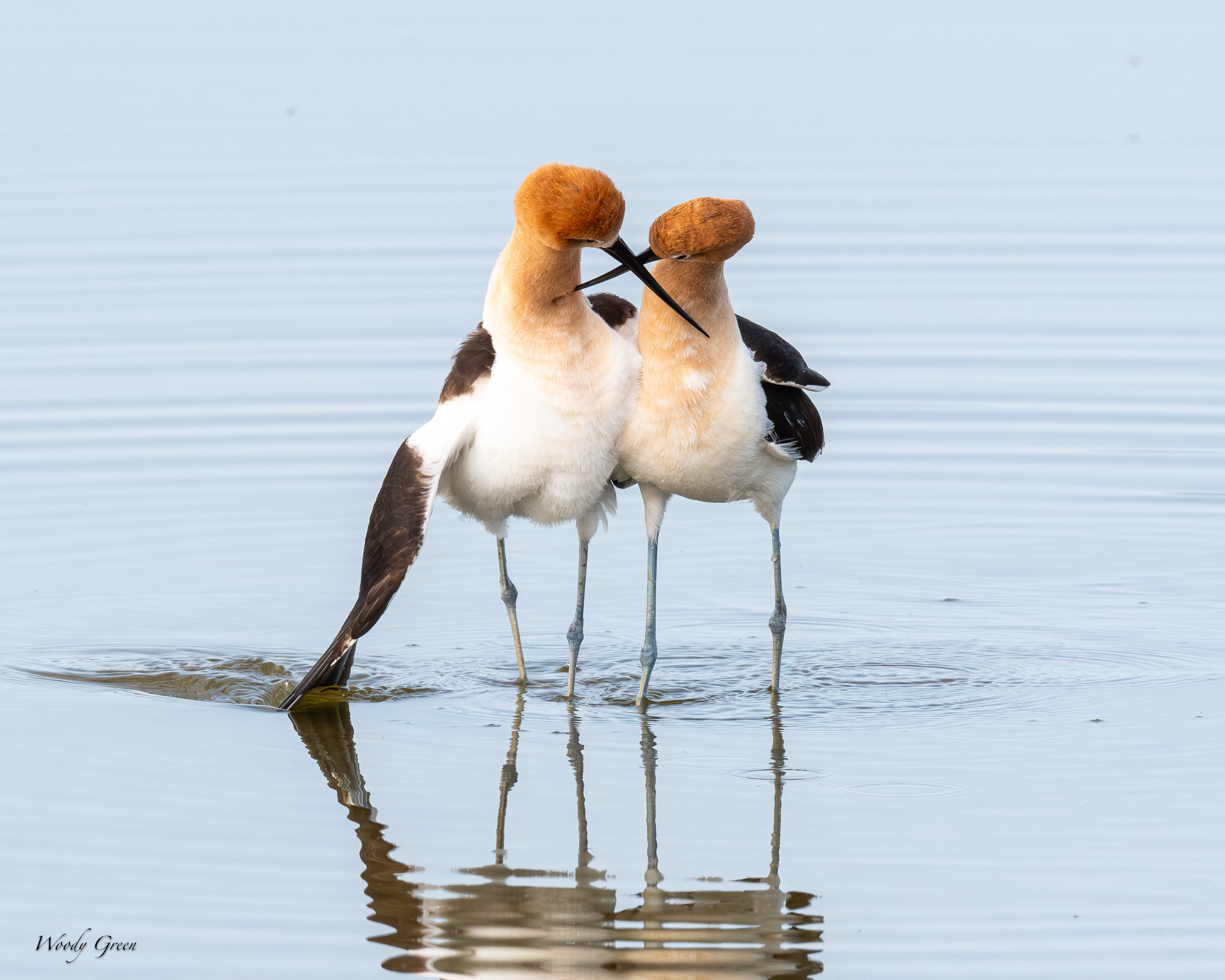 AvocetMating-167.jpg