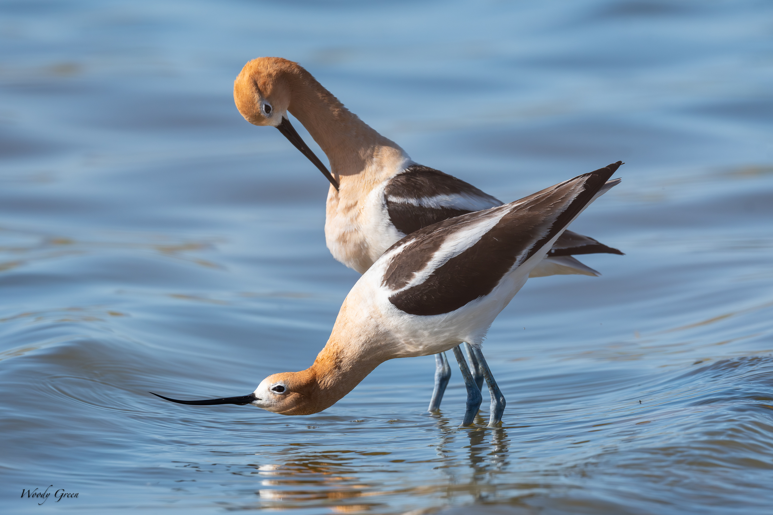 AvocetMating-638.jpg