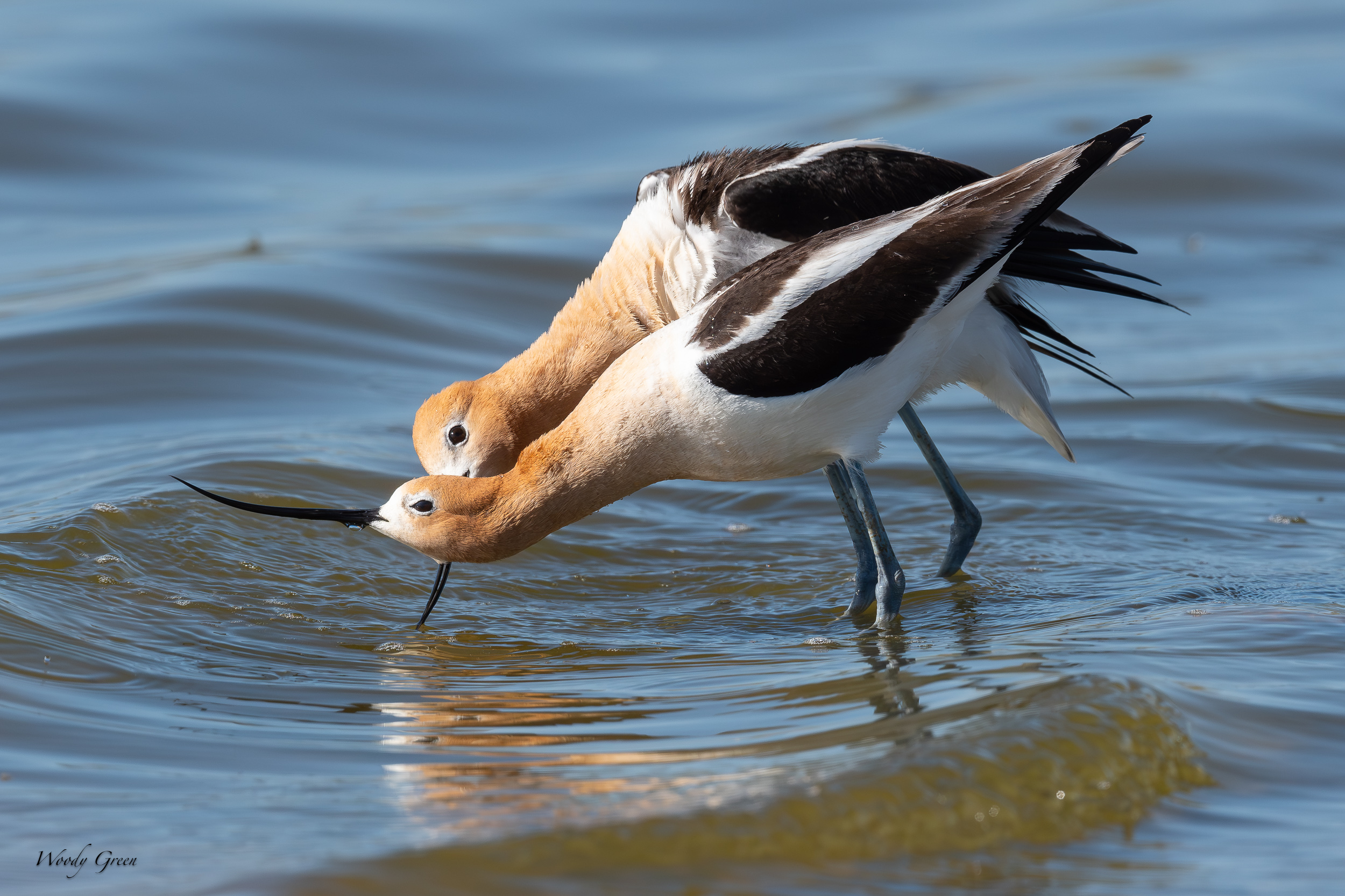 AvocetMating-640.jpg