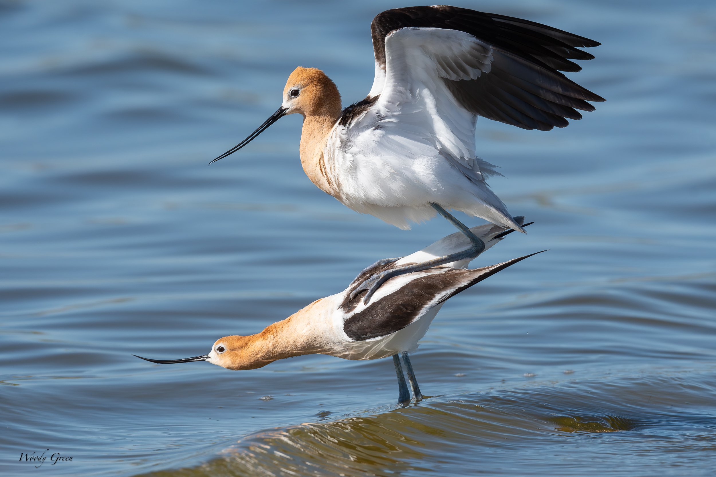 AvocetMating-641.jpg