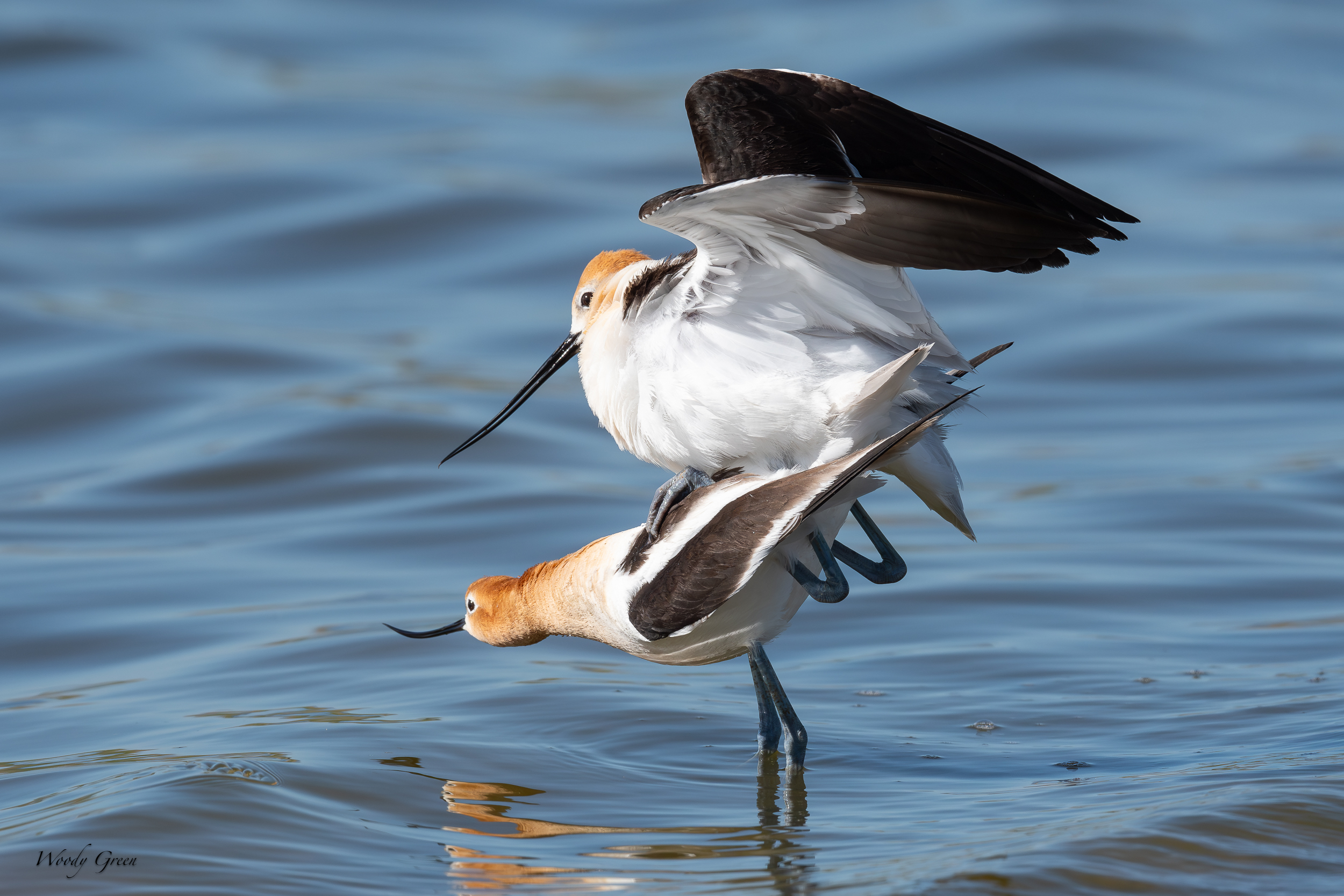 AvocetMating-643.jpg