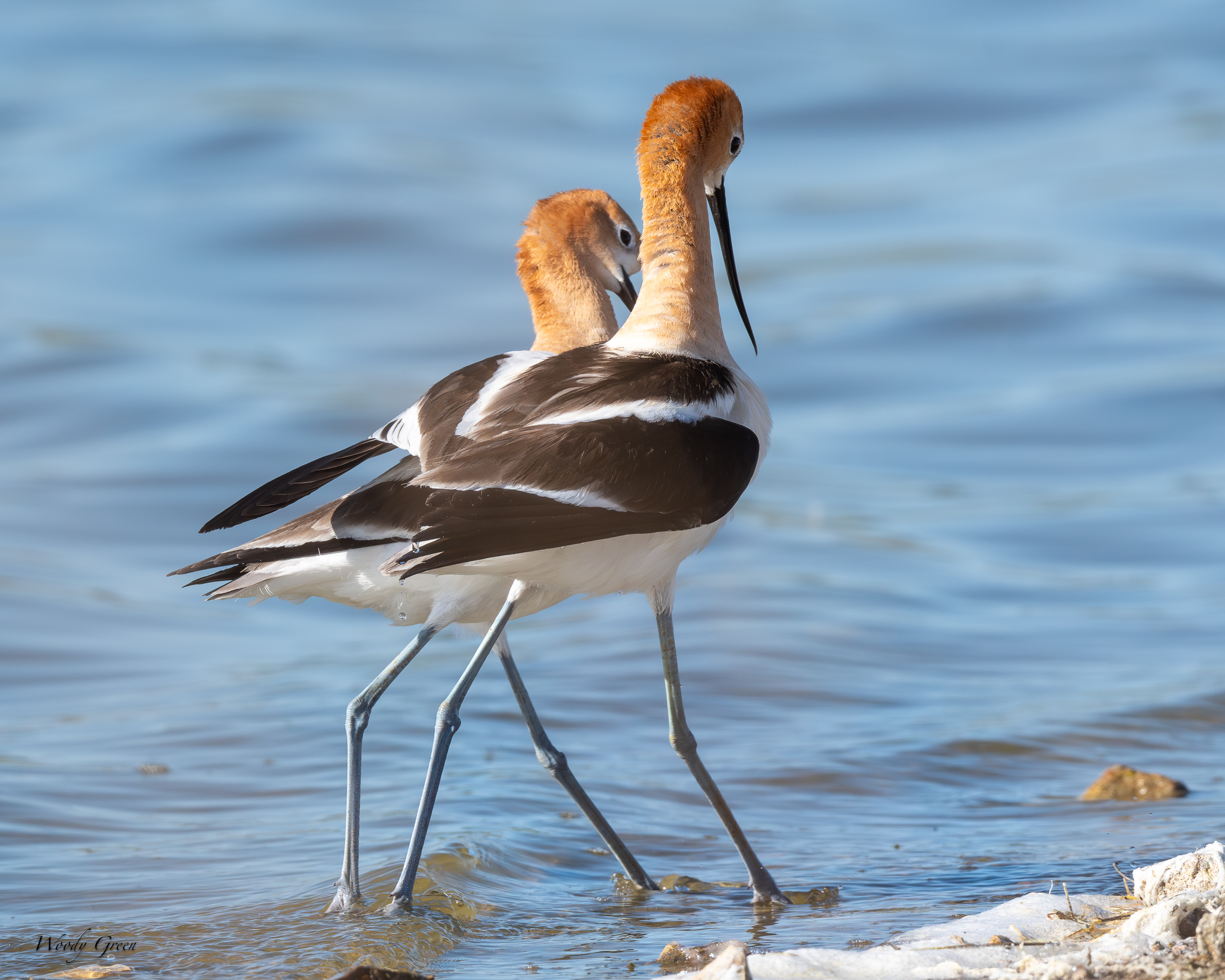 AvocetMating-648.jpg