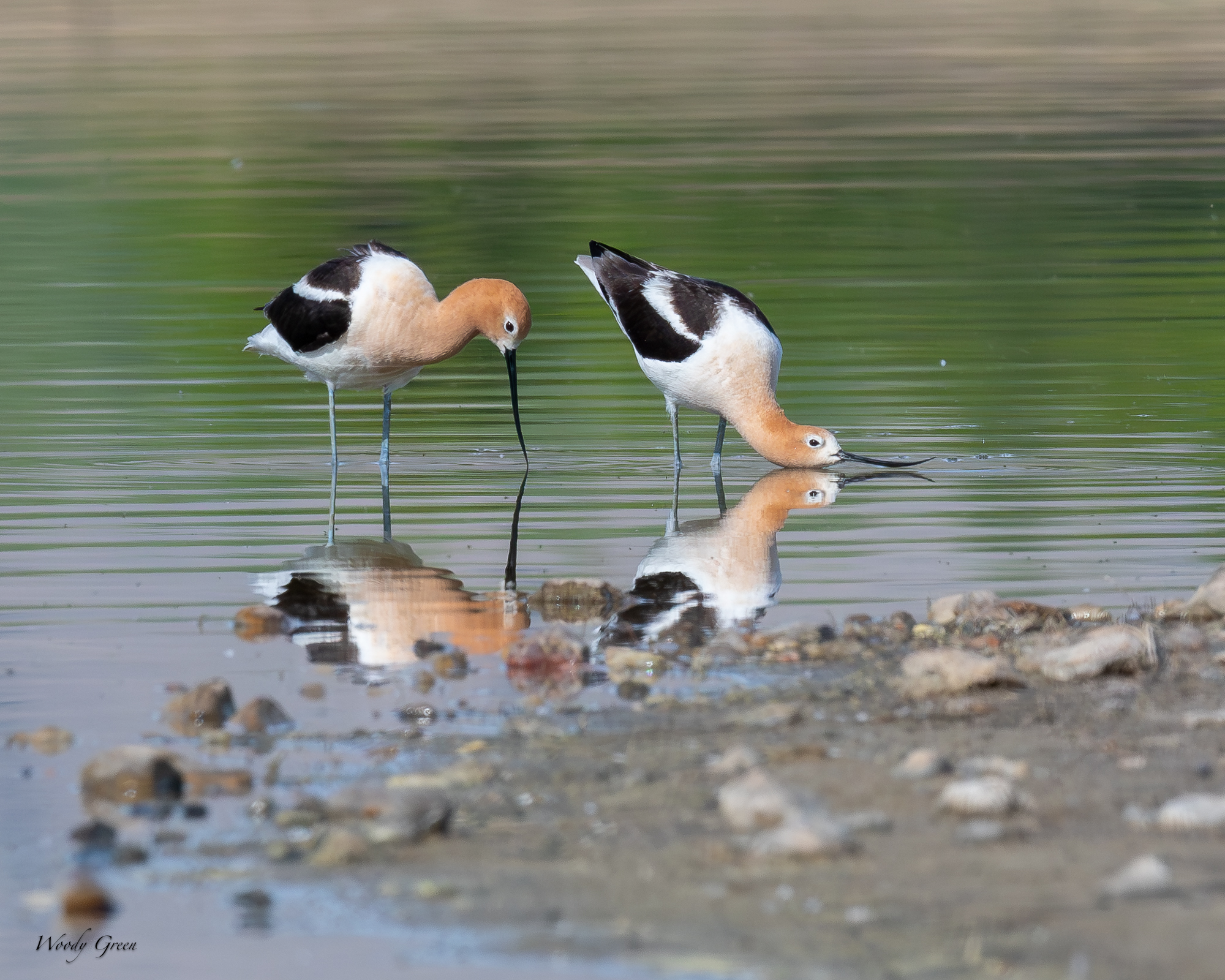 AvocetMating-680.jpg