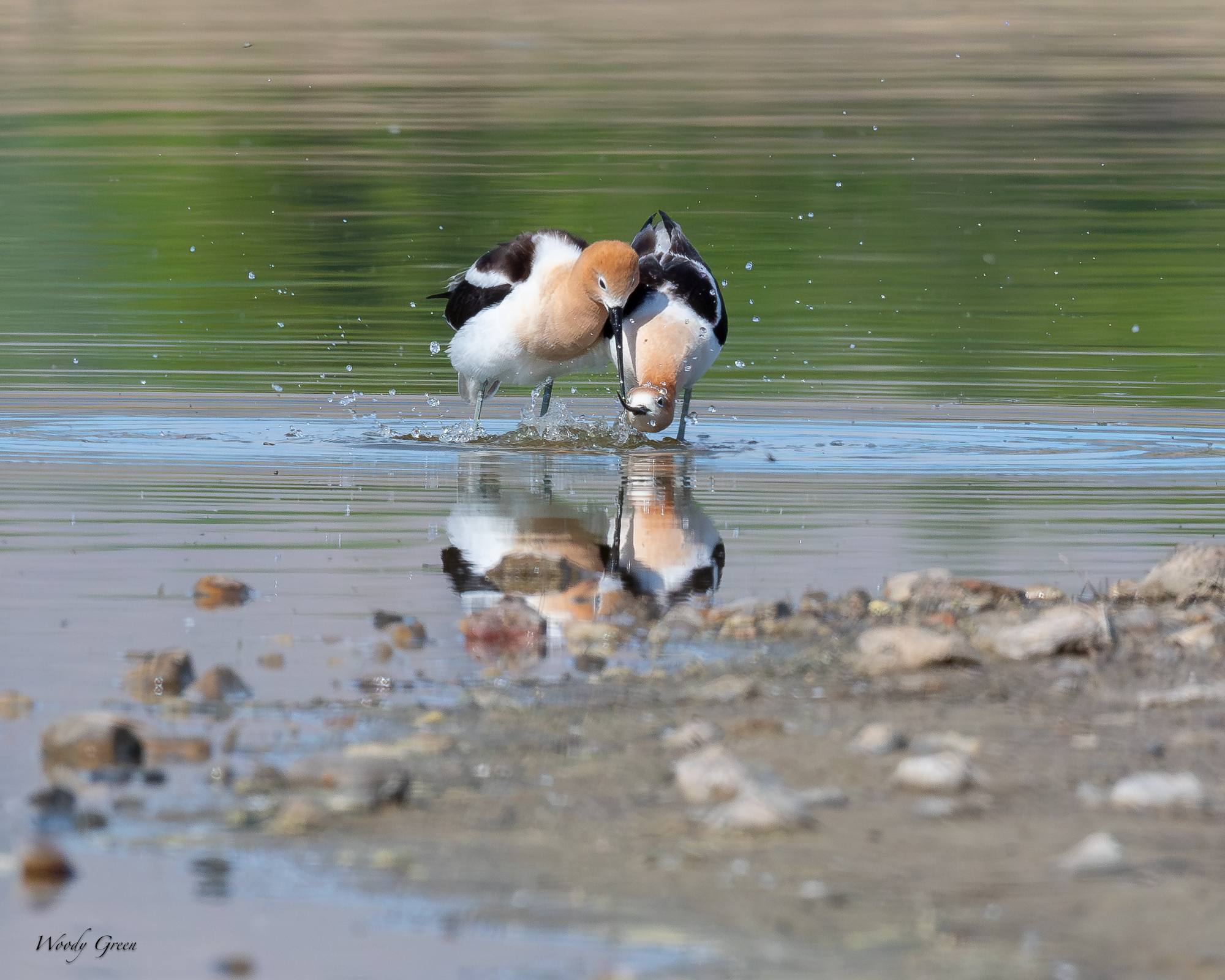AvocetMating-681.jpg