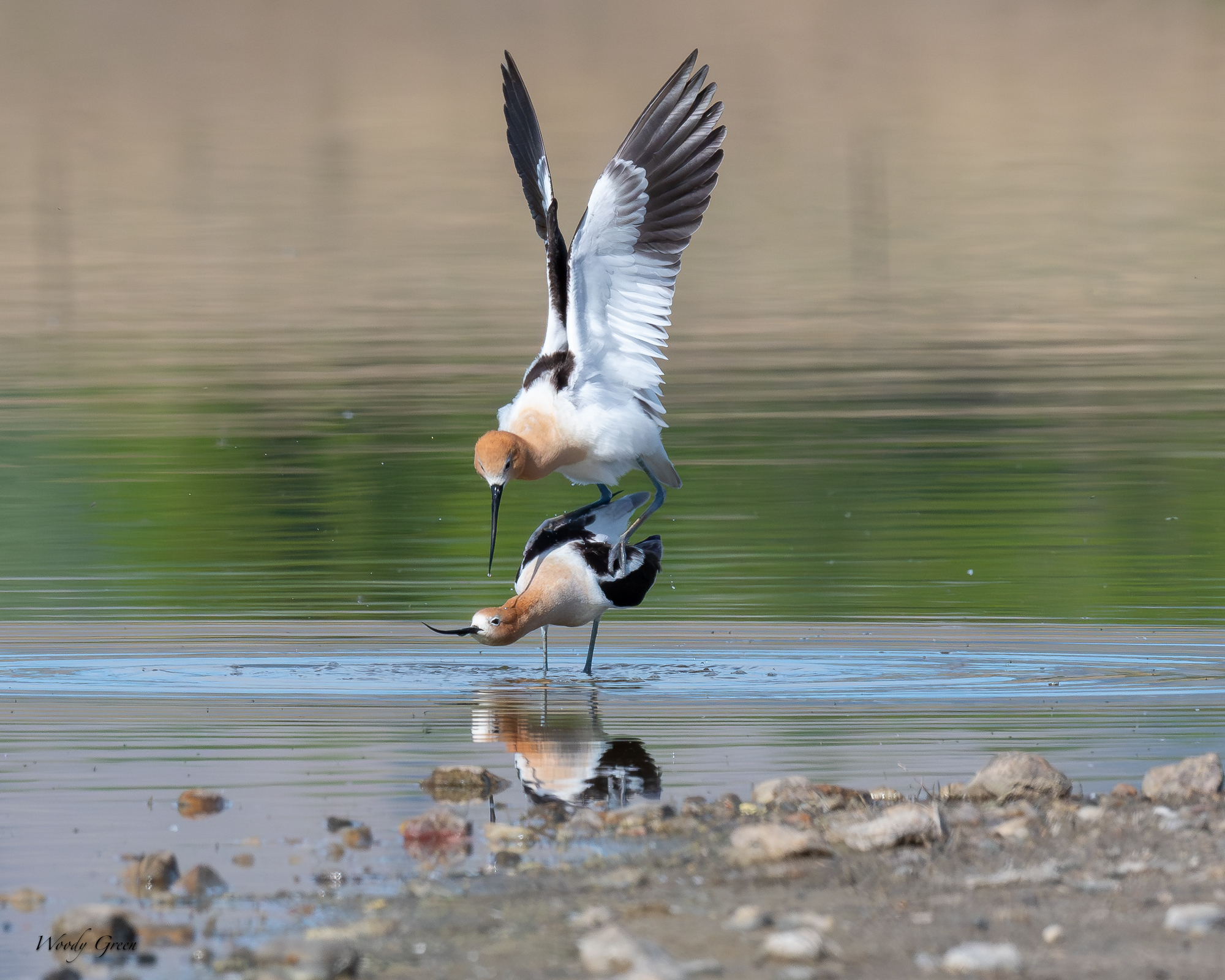 AvocetMating-682.jpg