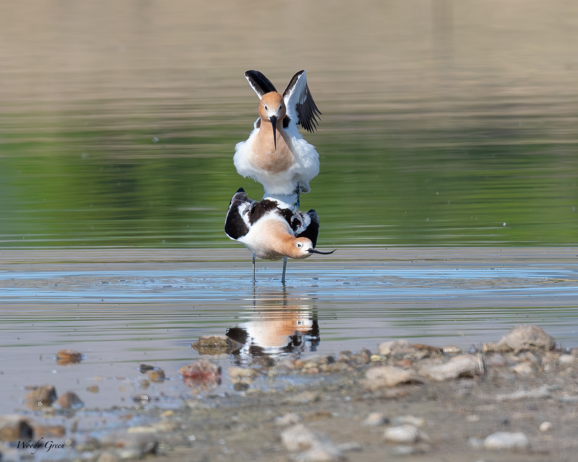 AvocetMating-683.jpg