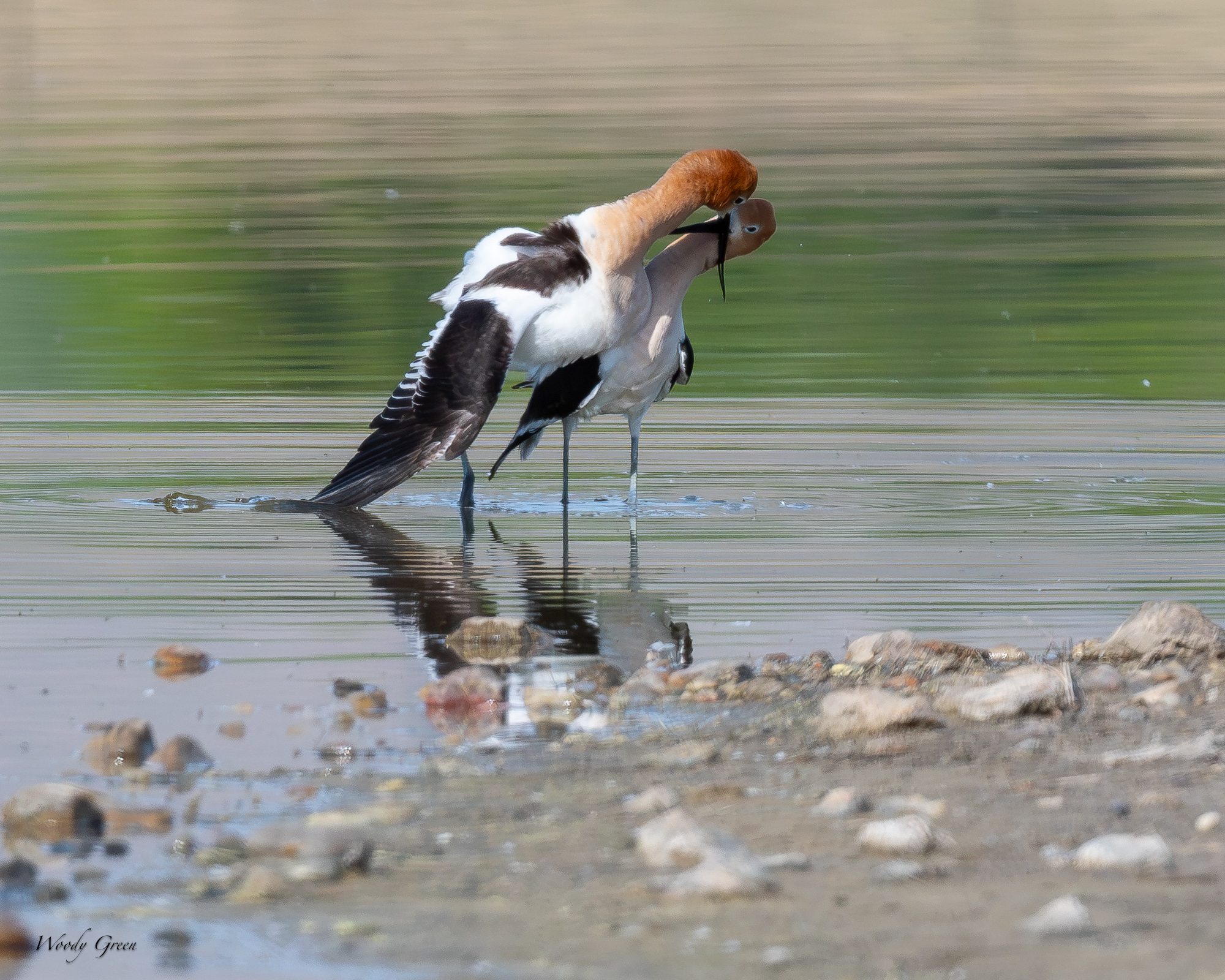 AvocetMating-684.jpg