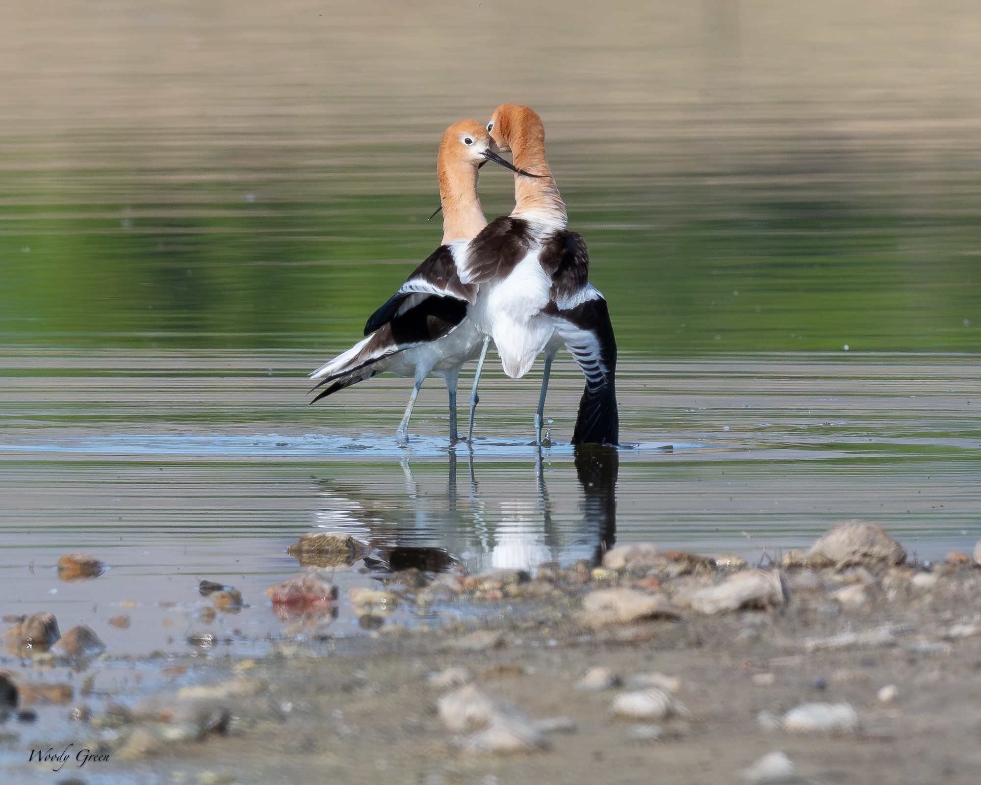 AvocetMating-685.jpg