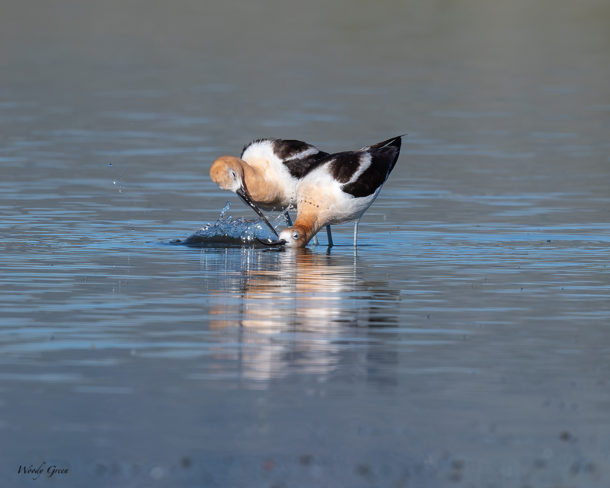 AvocetMating-688.jpg