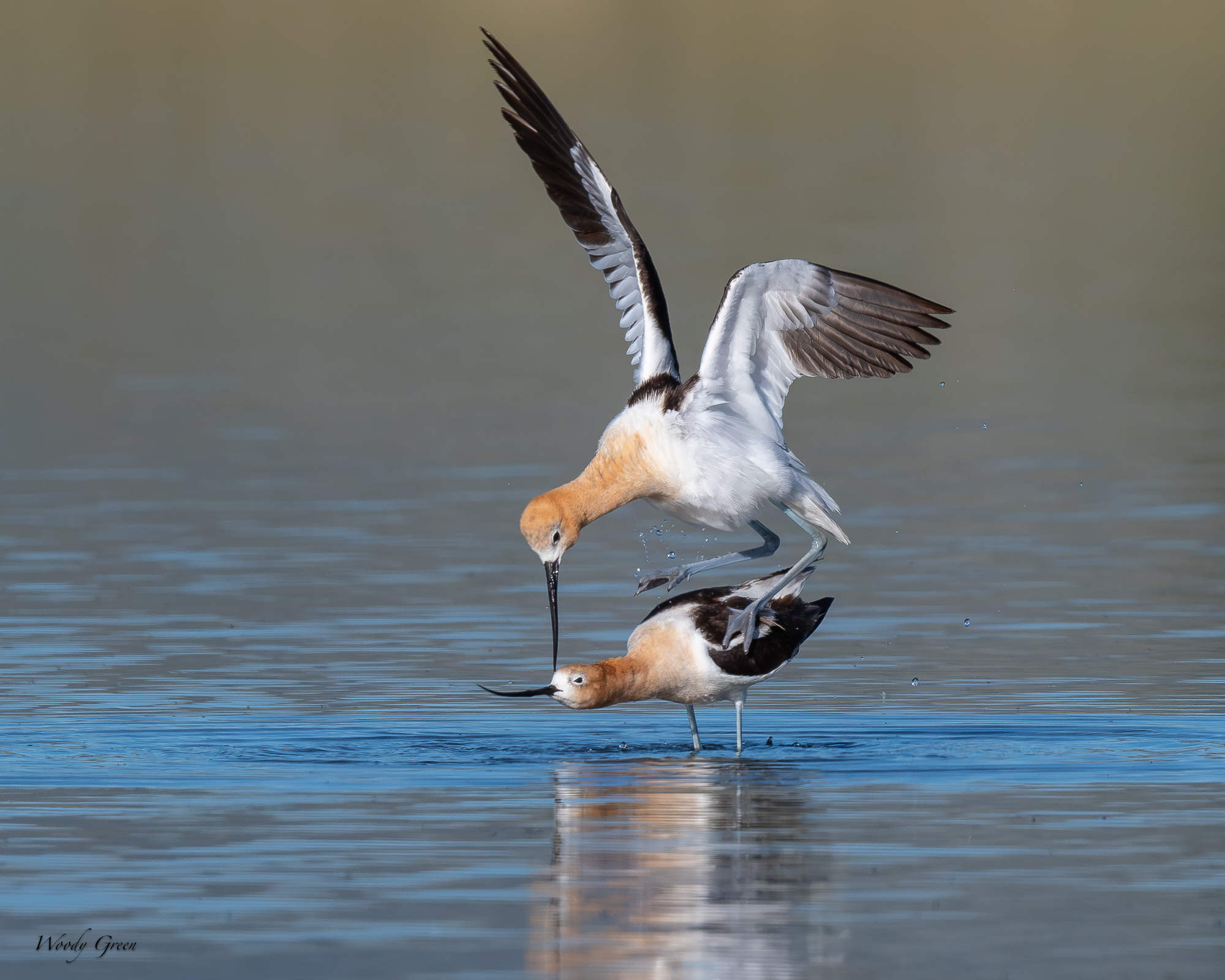 AvocetMating-689.jpg