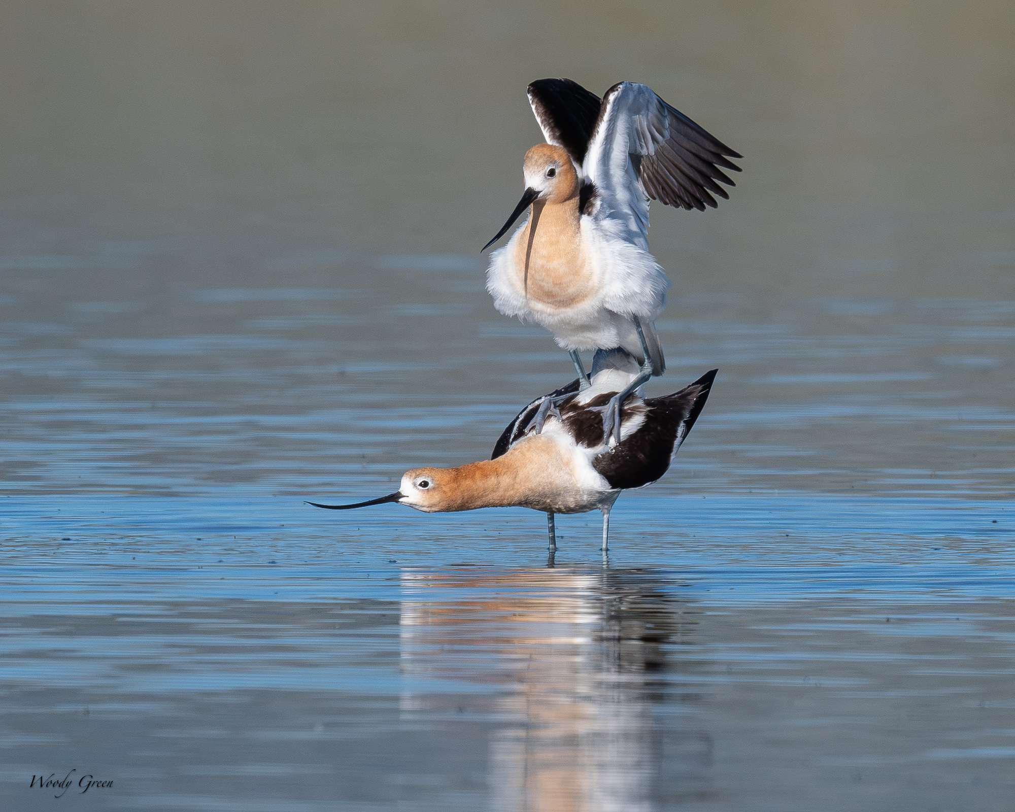AvocetMating-691.jpg