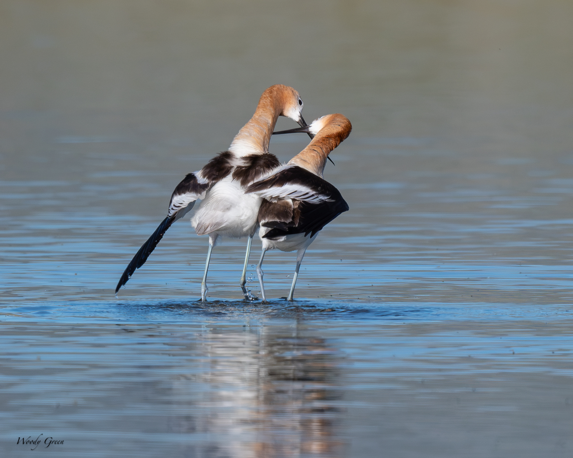 AvocetMating-693.jpg