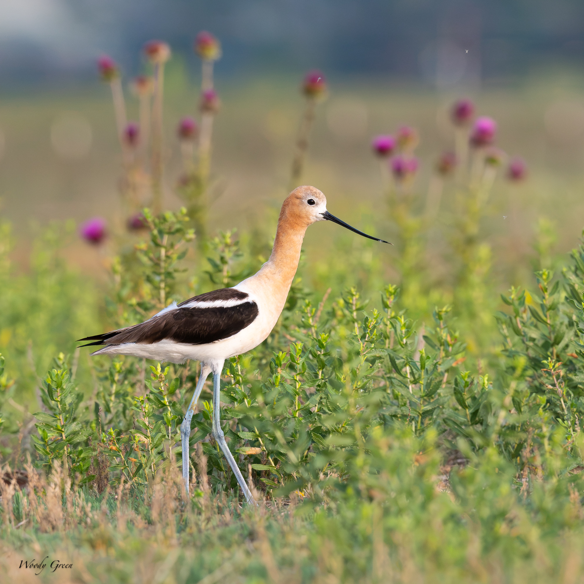 AvocetOnLand-677.jpg