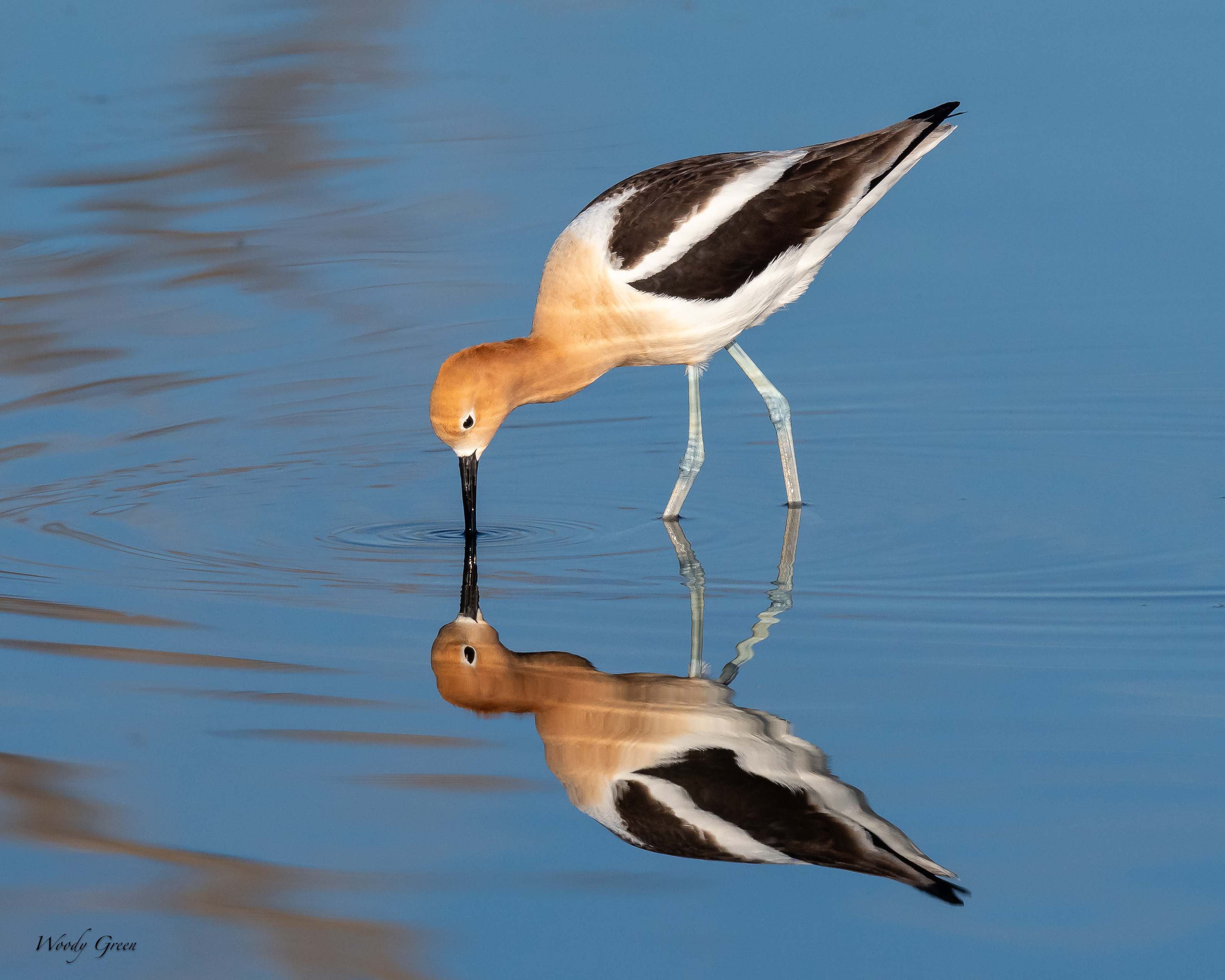 AvocetReflect-133.jpg