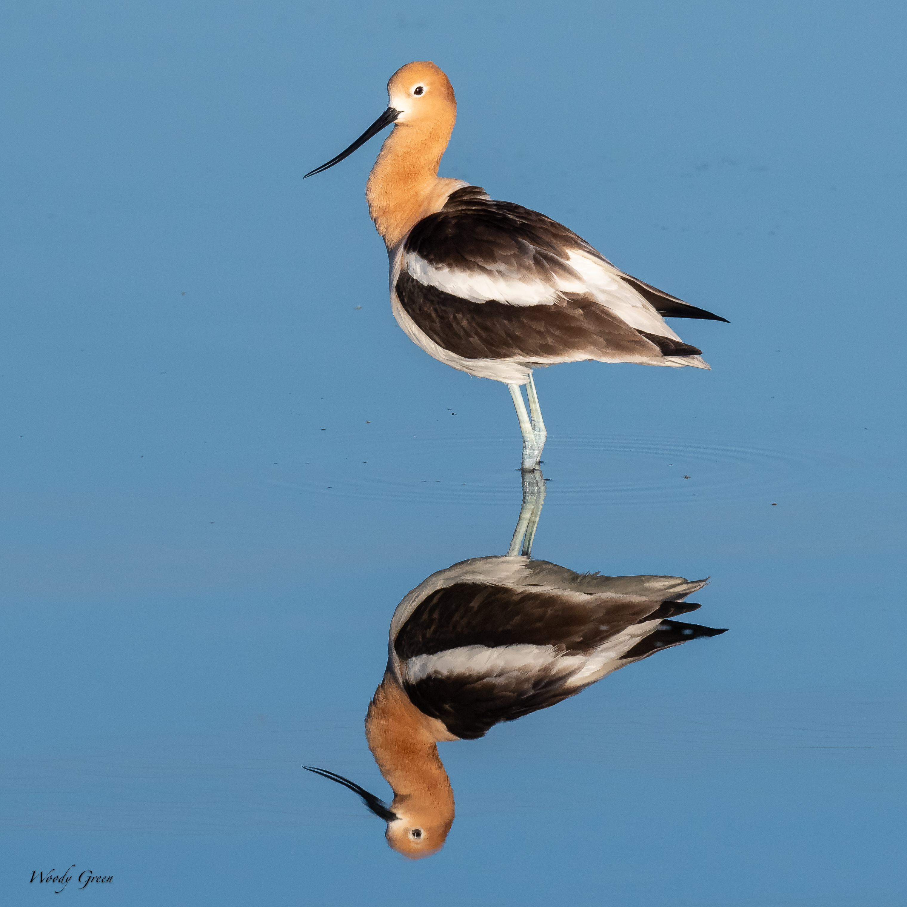 AvocetReflect-134.jpg