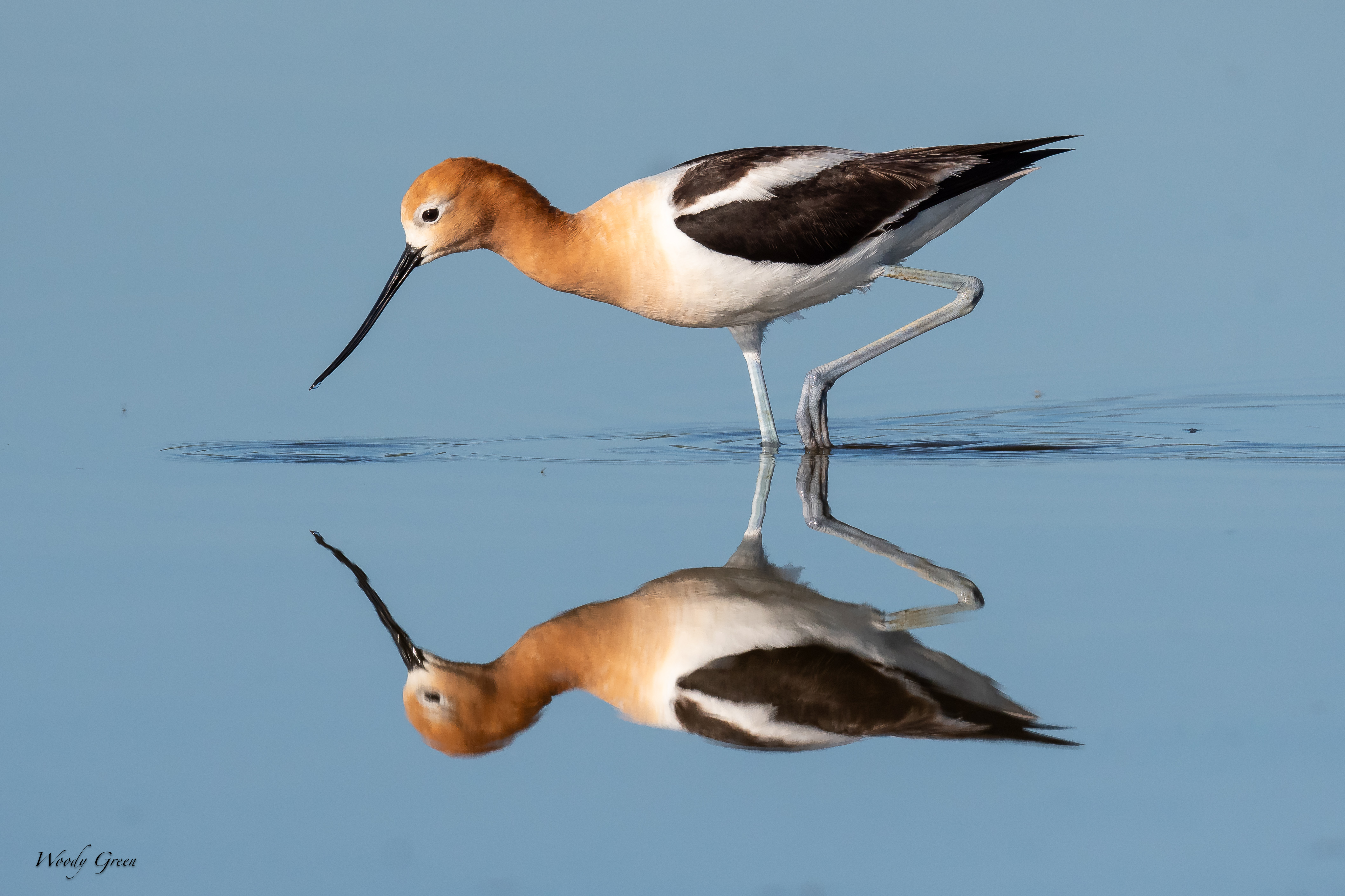AvocetReflection-181.jpg