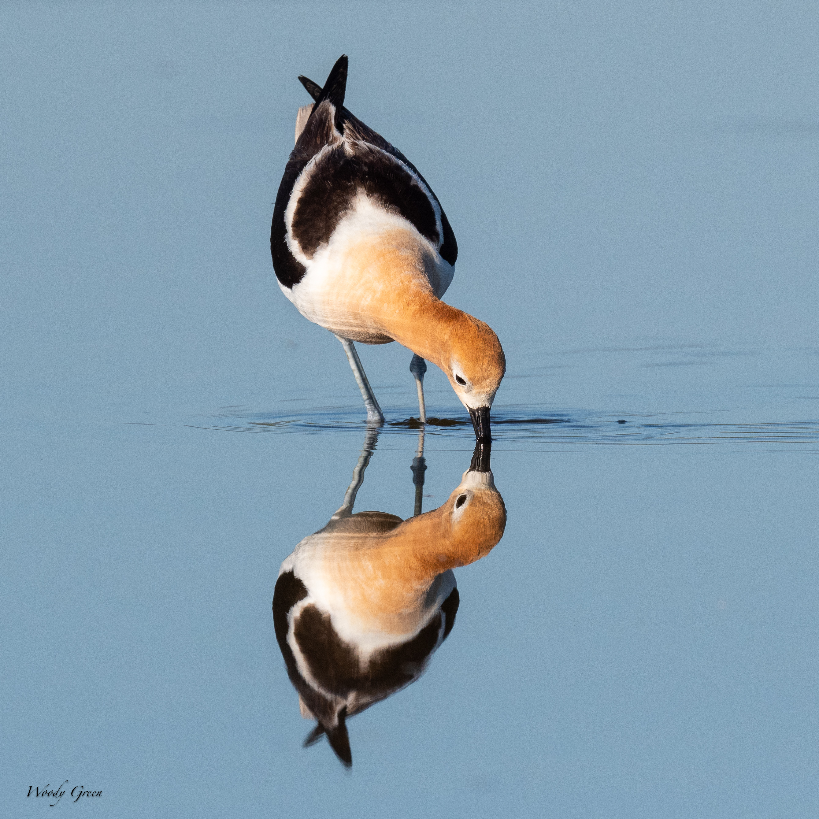 AvocetReflection-184.jpg