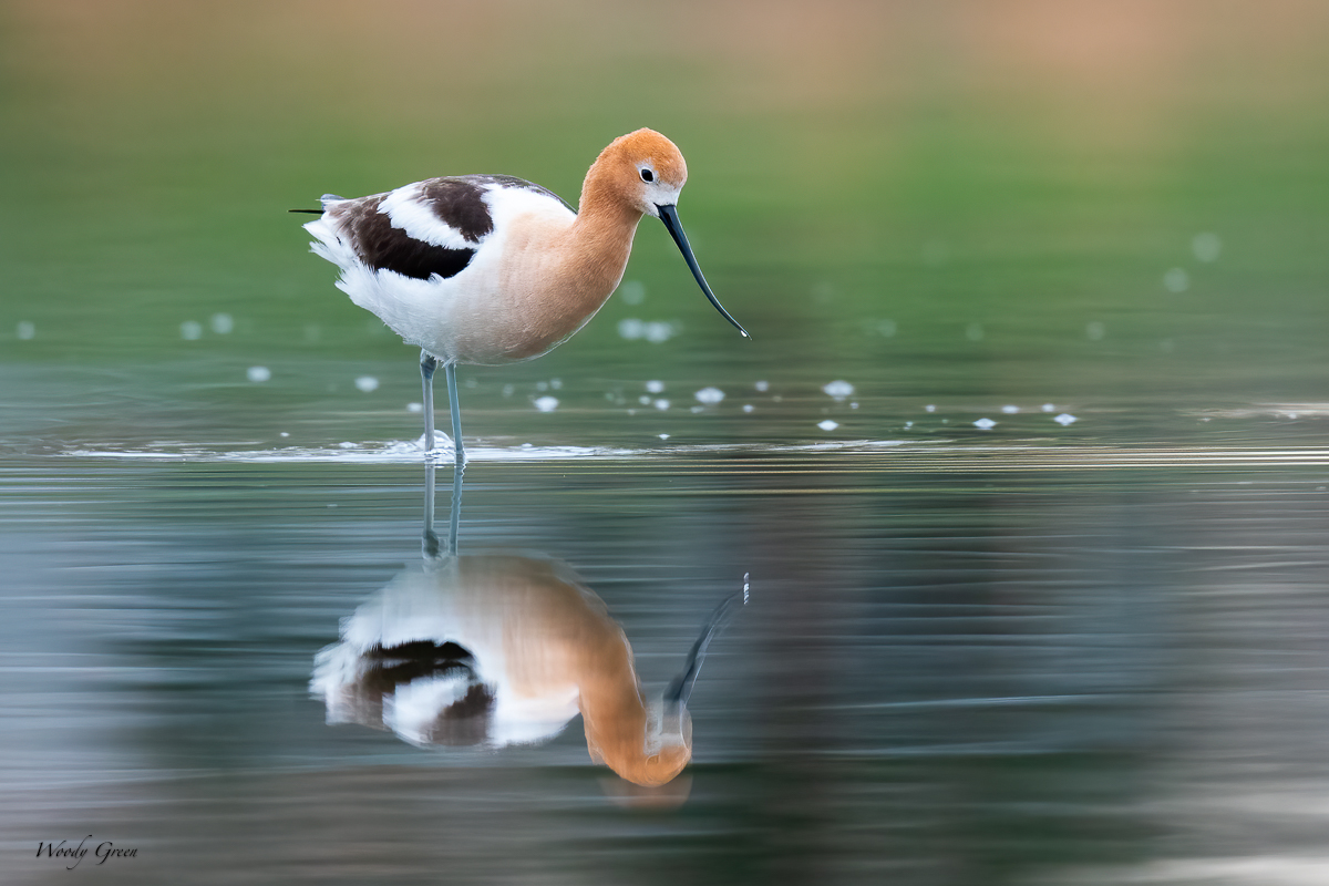 AvocetReflection-615.jpg
