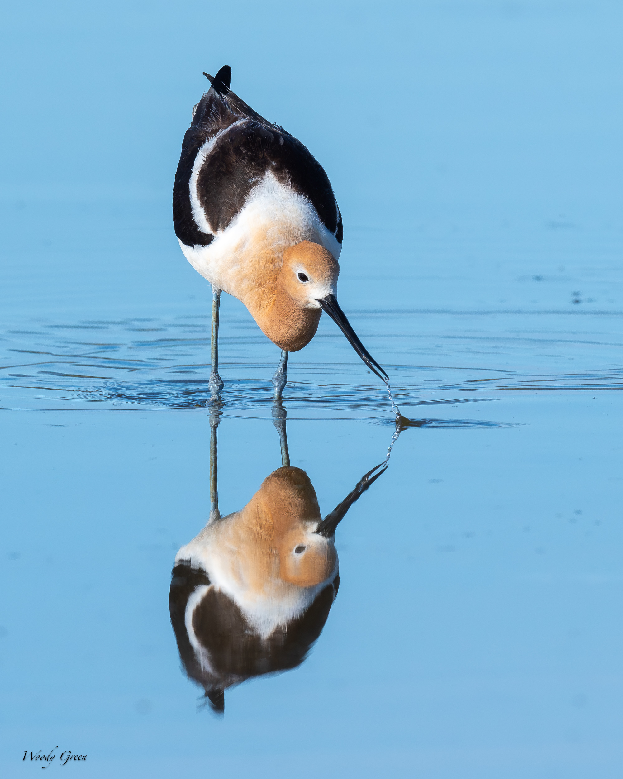 AvocetReflection-638.jpg