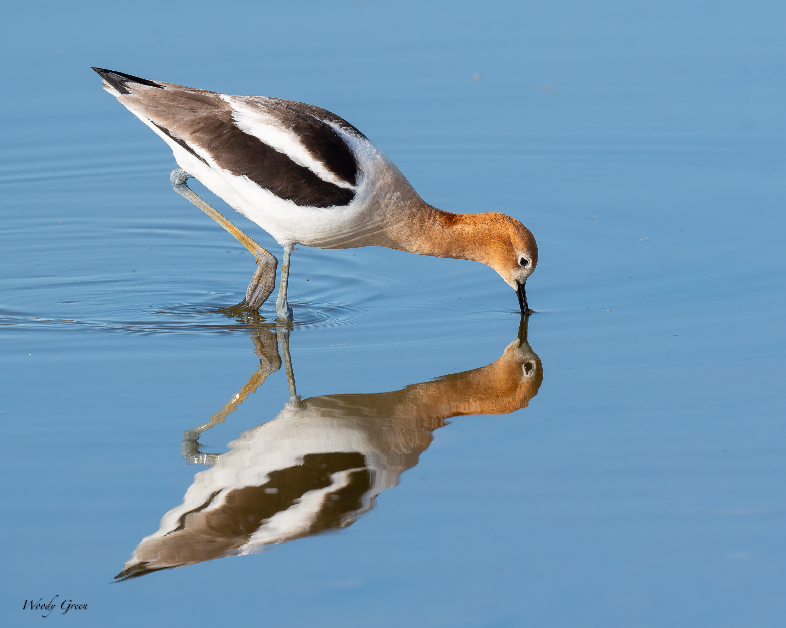 AvocetReflection-639.jpg