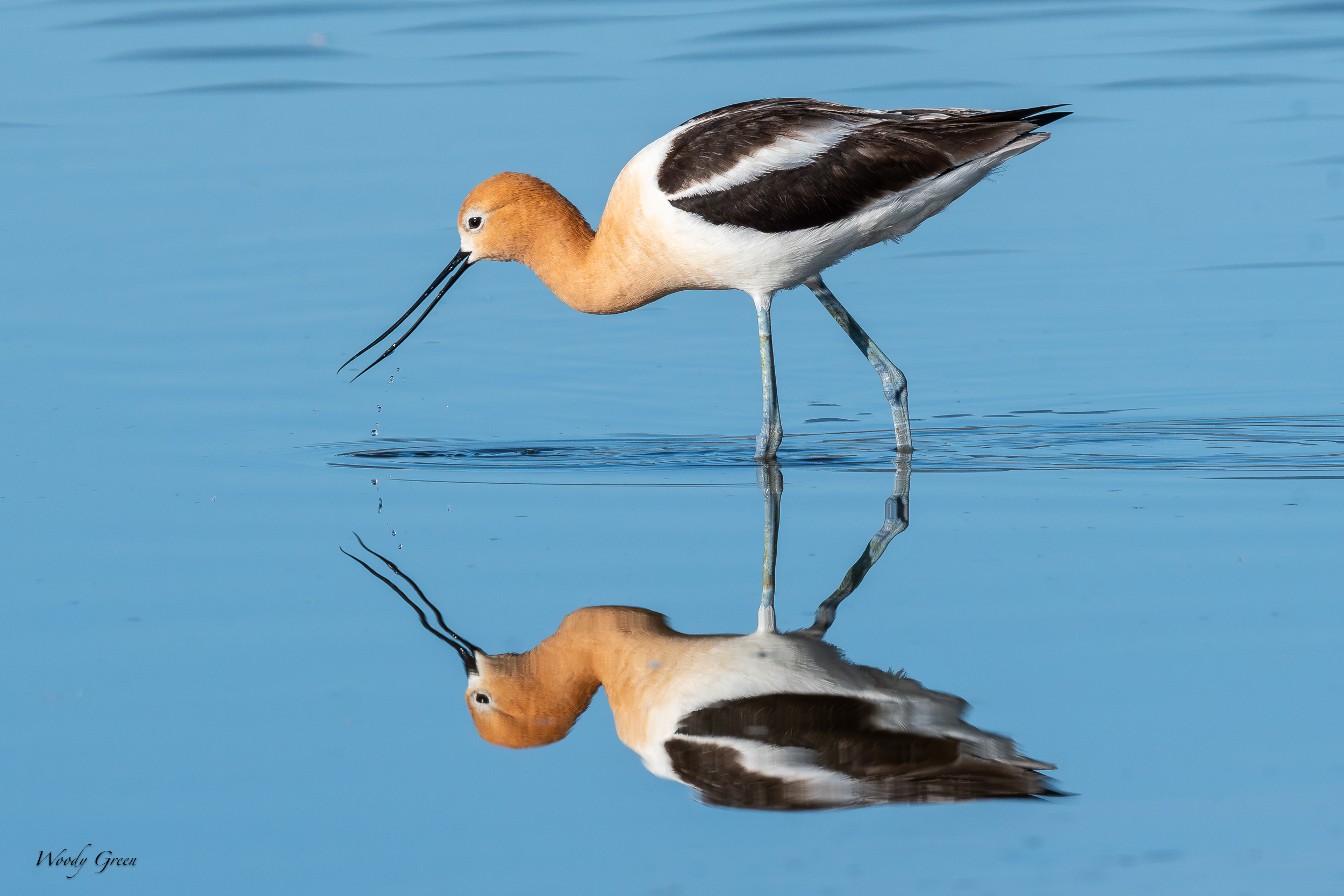 AvocetReflection-641.jpg