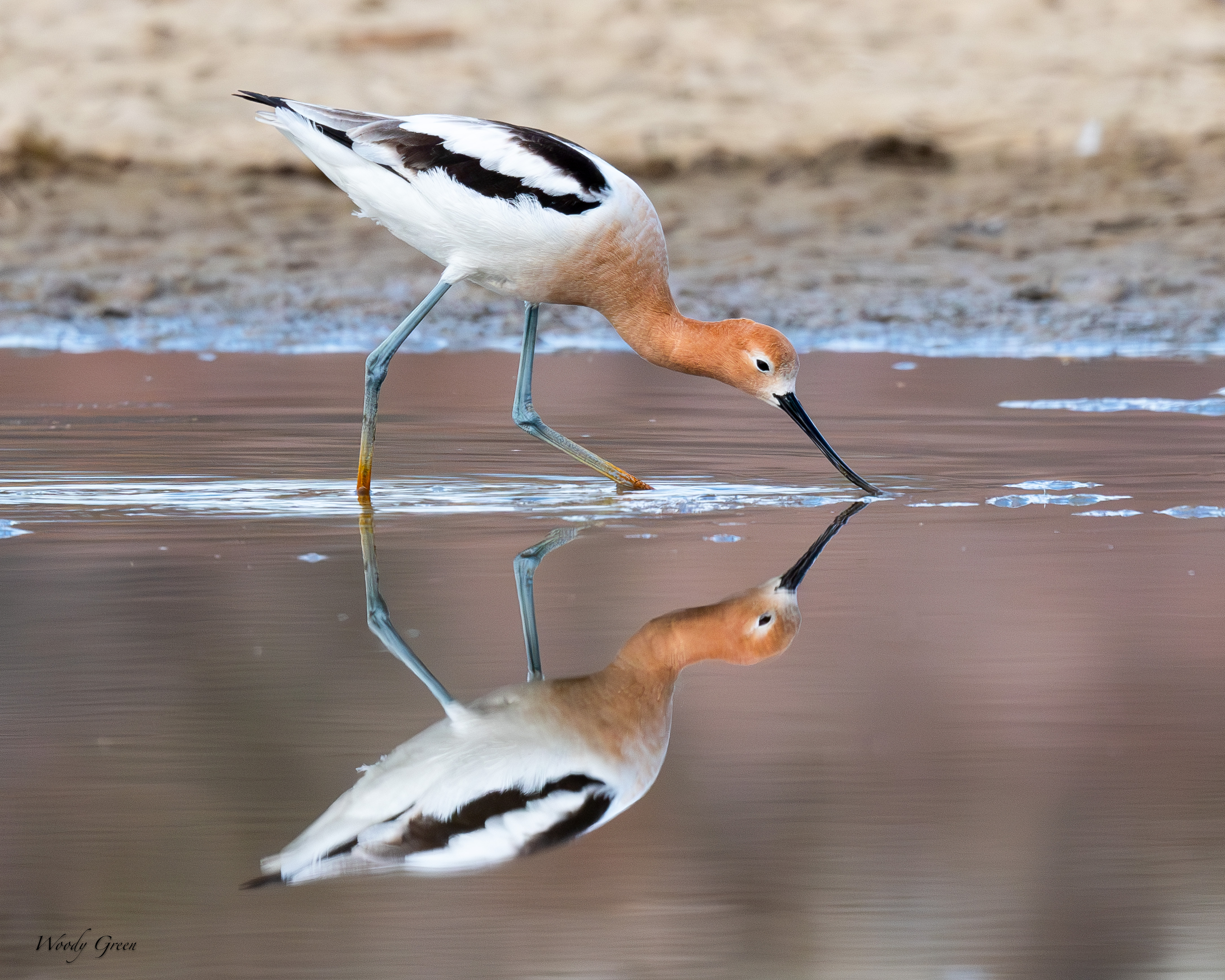 AvocetReflection-772.jpg