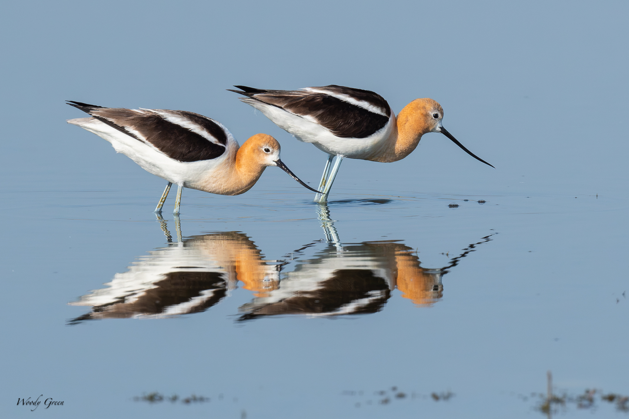 AvocetReflections-677.jpg