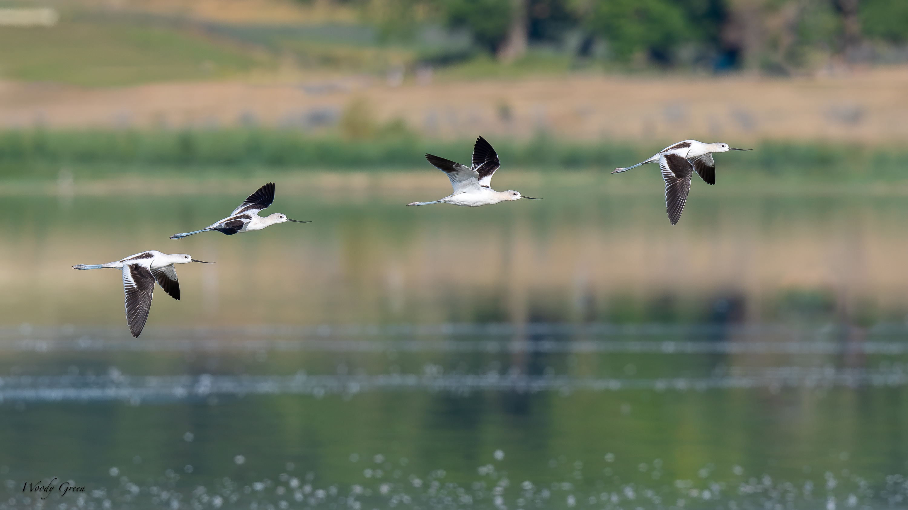 AvocetsFlight-710.jpg