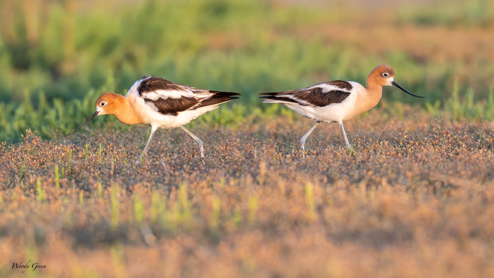 AvocetShiftChange-228.jpg