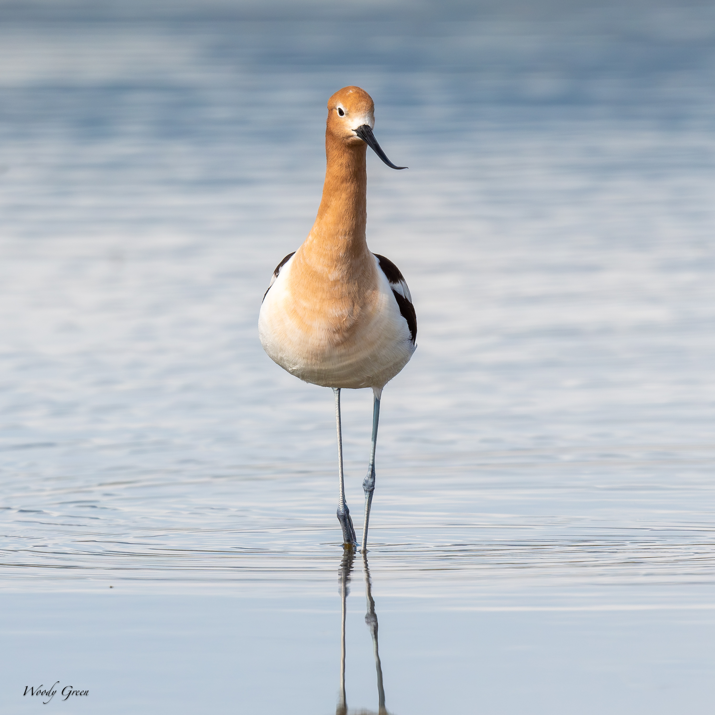 AvocetStroll-136.jpg