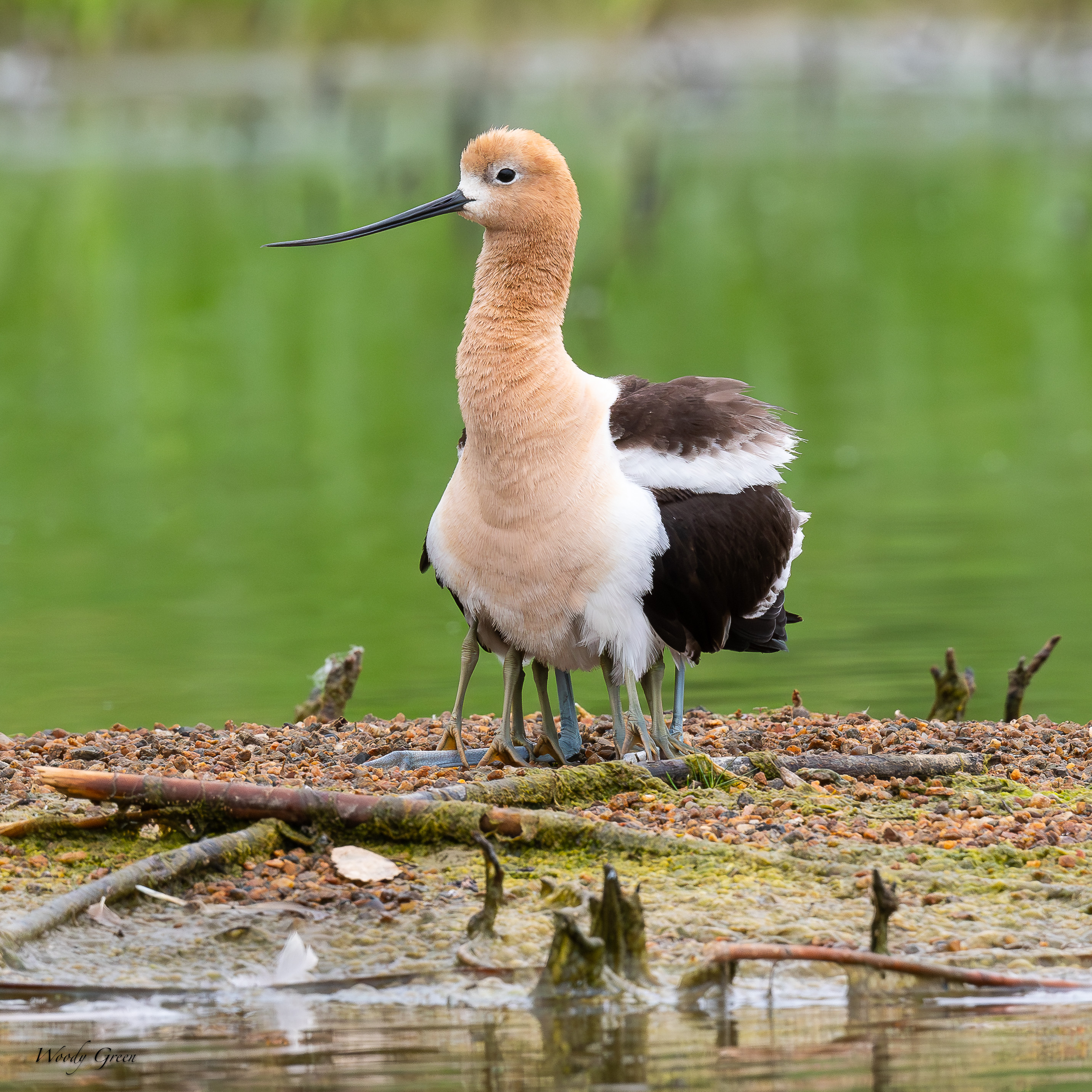 AvocetTenLegs-220.jpg