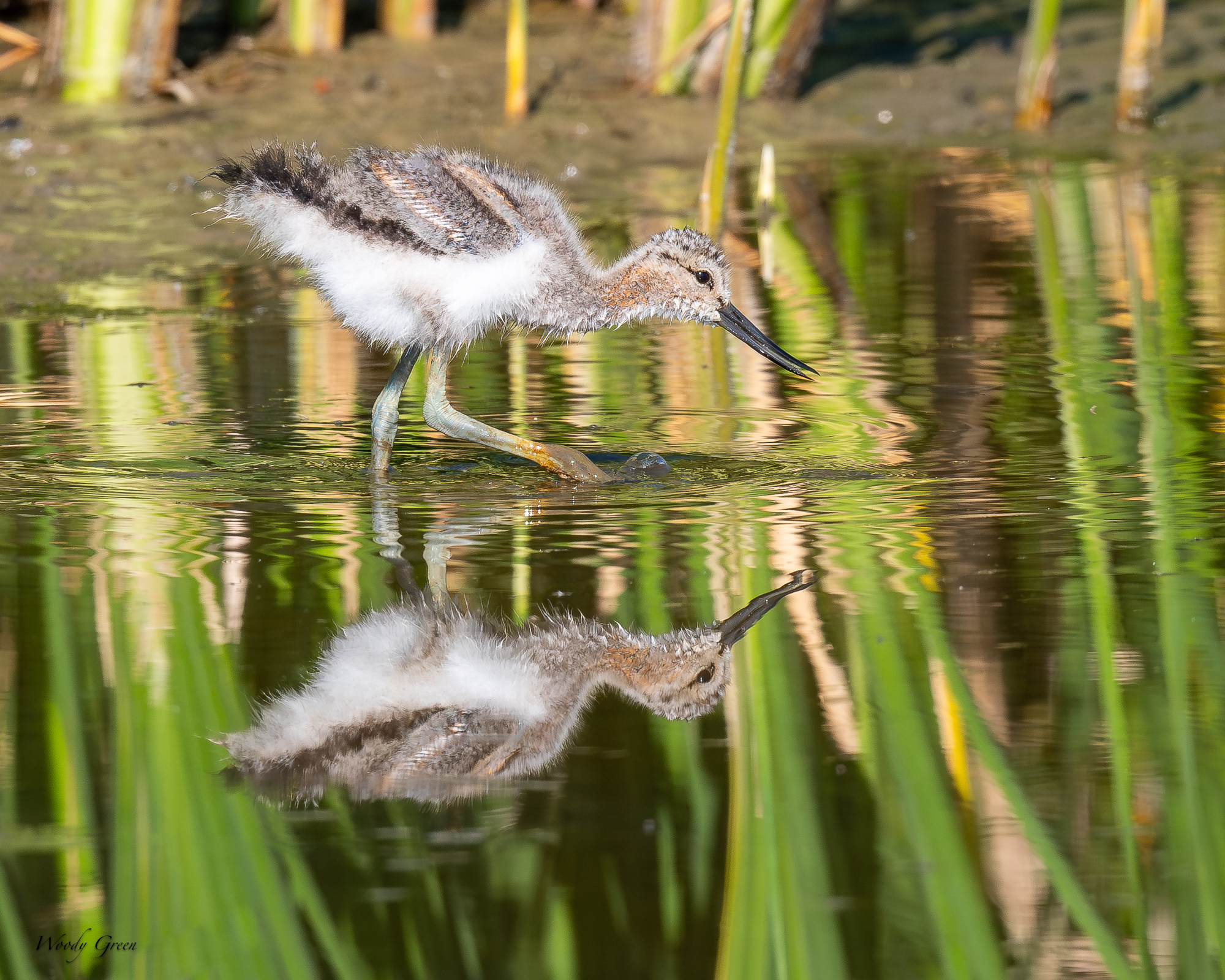 AvocetYoungster-229.jpg