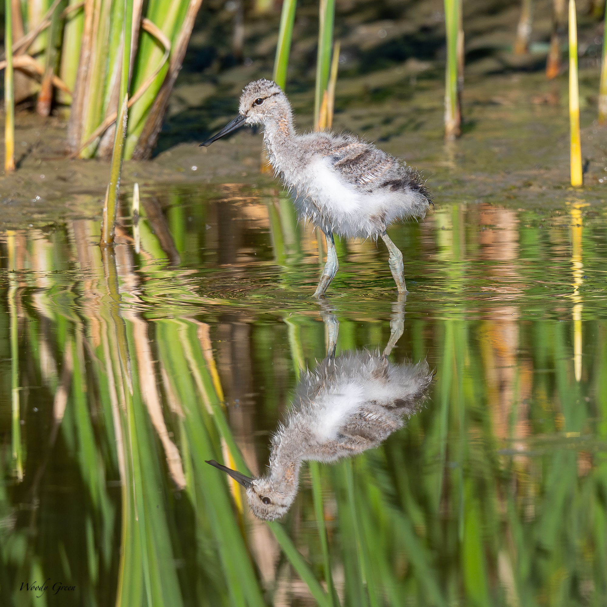 AvocetYoungster-230.jpg