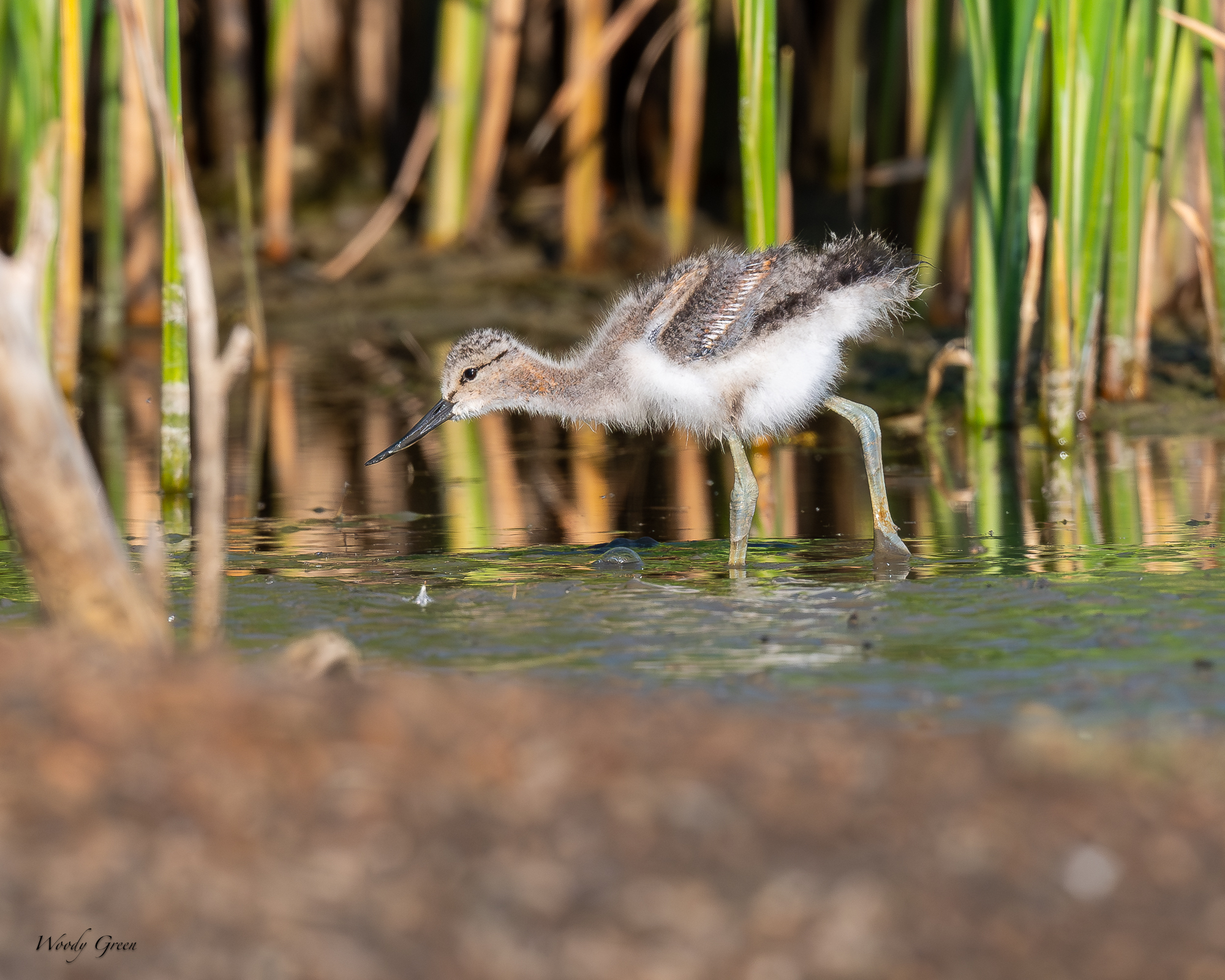 AvocetYoungster-231.jpg