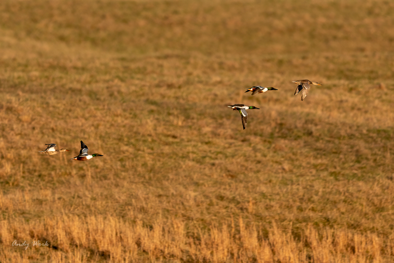 AW5_4060 Shovelers.jpg