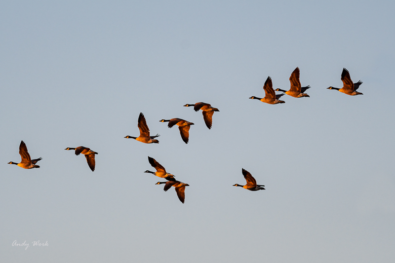 AW5_4082 Canada Geese.jpg