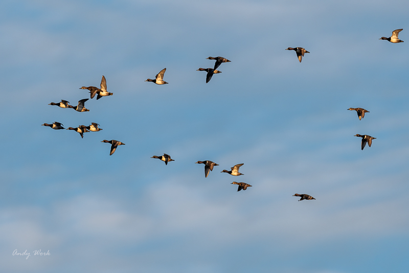 AW5_4118-Edit.jpg