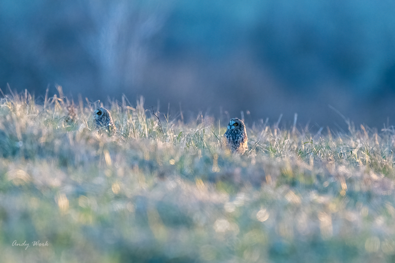 AW5_4143-Edit.jpg