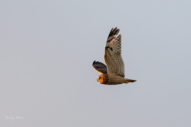 AW5_4272-Edit.jpg