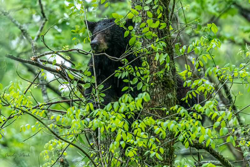 AW5_6366-Edit.JPG