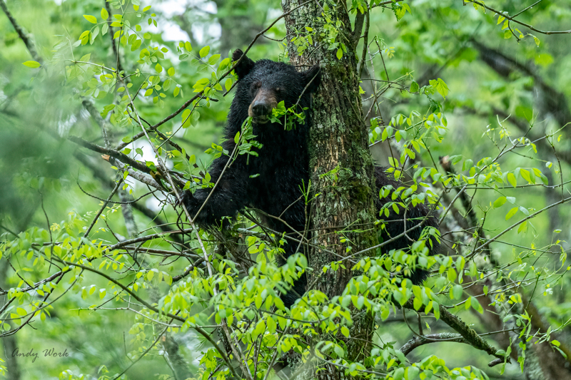 AW5_6372-Edit.JPG