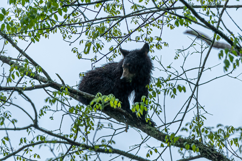 AW5_6377-Edit.JPG